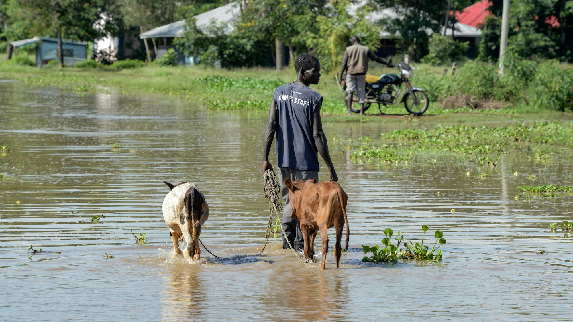 Kenia, Kisumu: Ein Mann führt sein Vieh durch die Überschwemmungen
