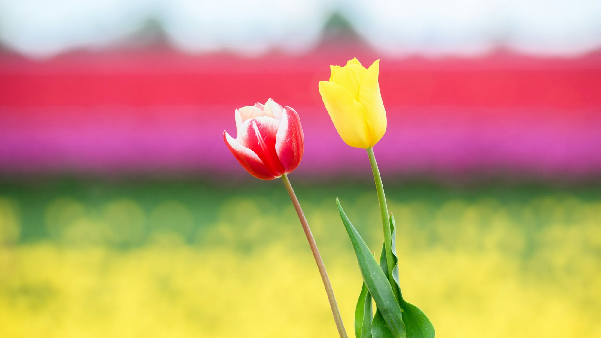 Tulpen an der Berrenrather Straße in Hürth-Stotzheim.