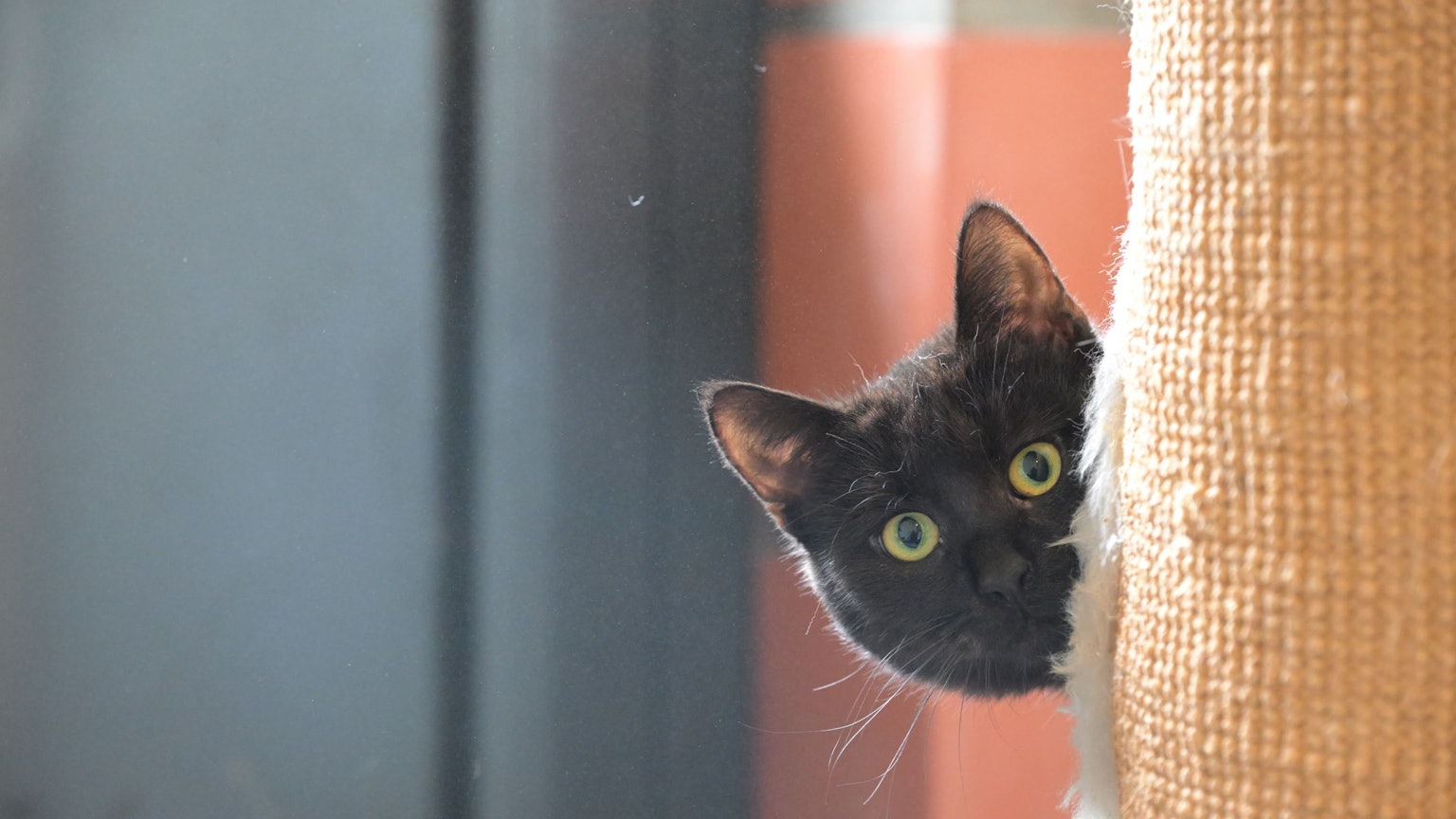 Das Foto zeigt eine Katze aus dem Tierheim Kürten