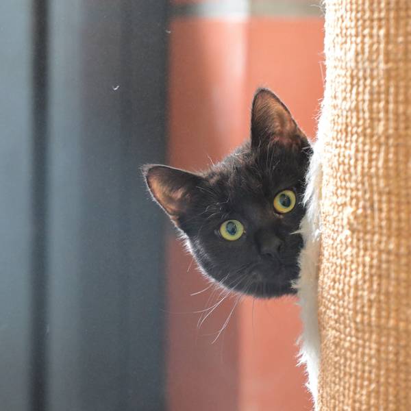 Mit Sicherheitsabstand schaut ein Bewohner des Katzenhauses, ob es etwas Leckeres abzustauben gibt.