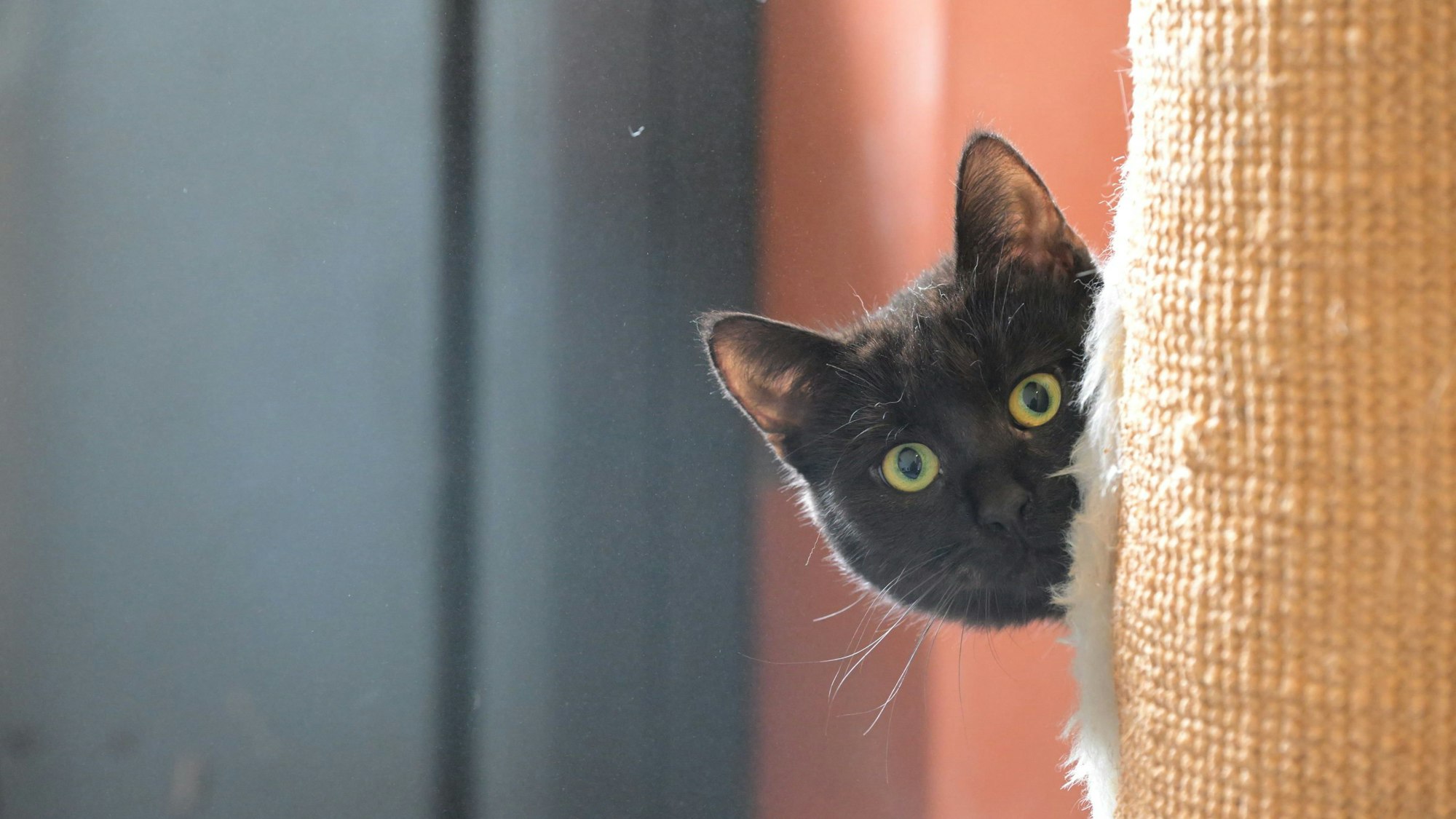 Das Foto zeigt eine Katze, die hinter einem Vorhang versteckt ist