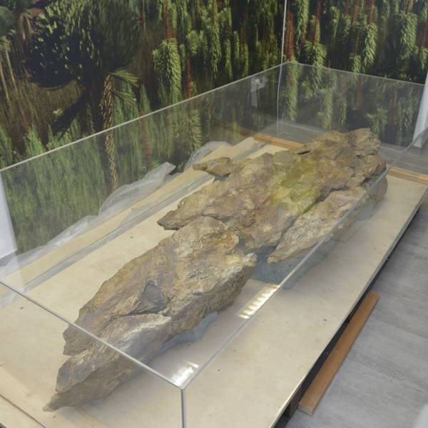 Das Foto zeigt das Highlight des neuen Museums, ein rund 390 Millionen Jahre alter Grauwackeblock mit einem Fossil.
