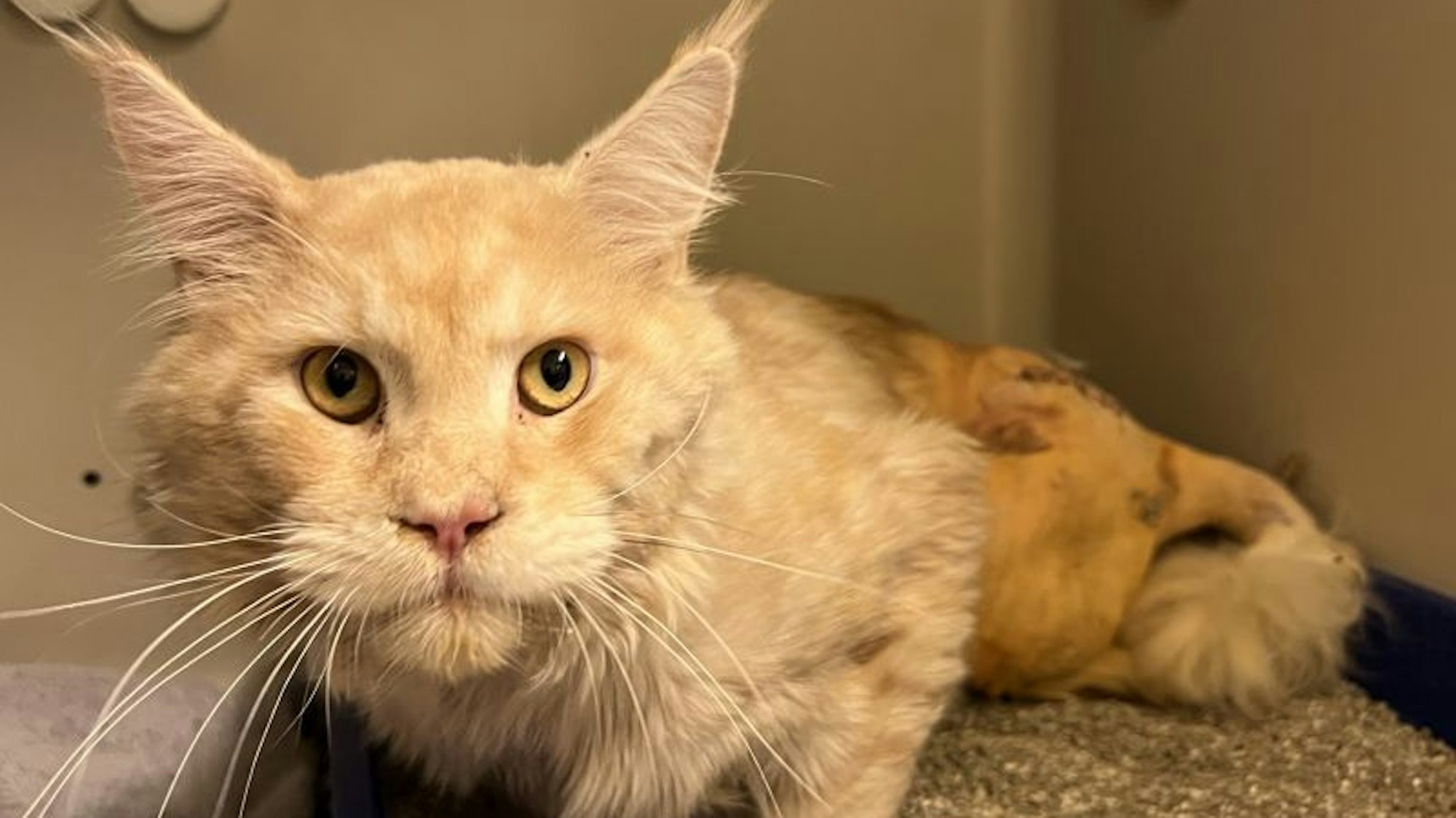 Eine Katze sitzt in einer Box.