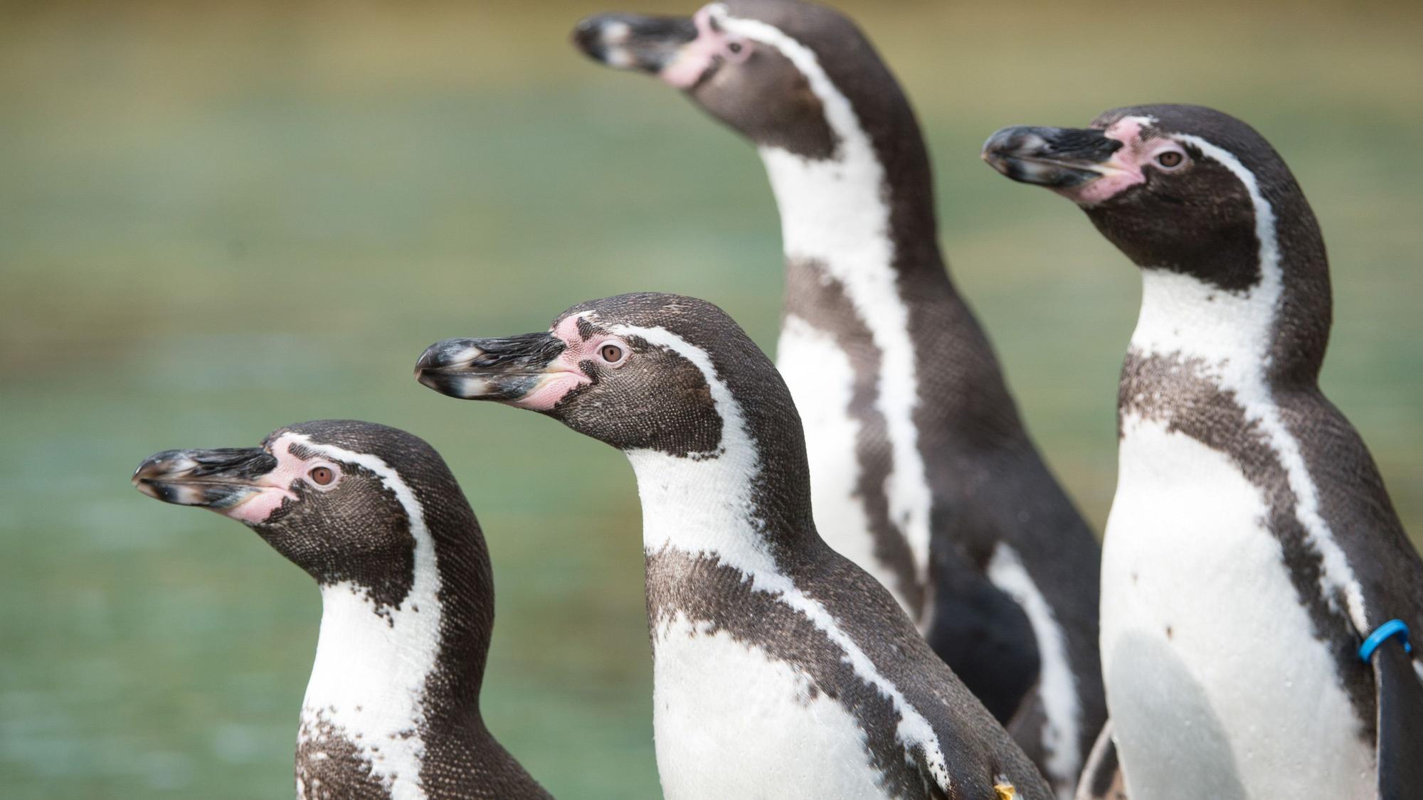 Vier Humboldtpinguine