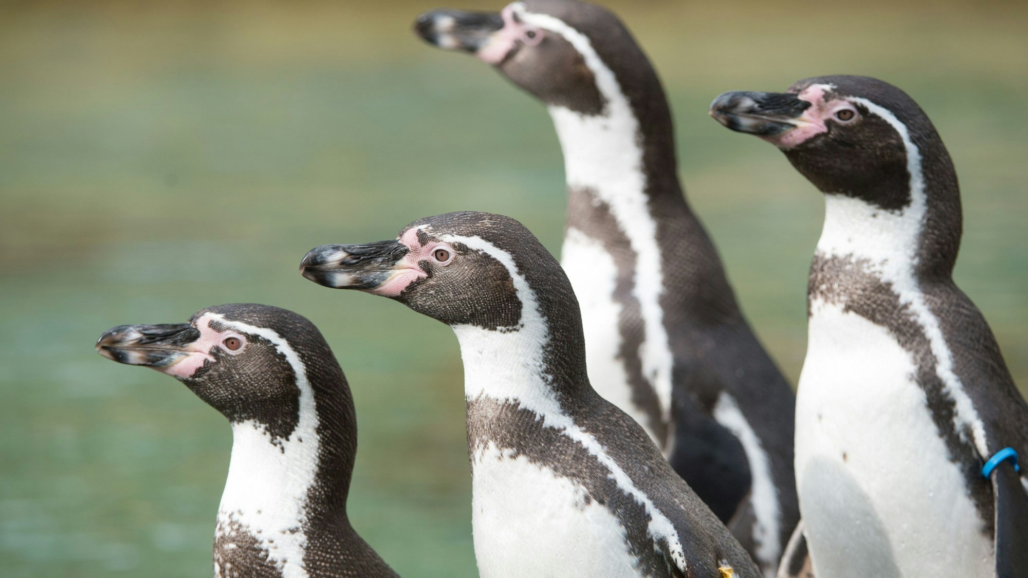Vier Humboldtpinguine