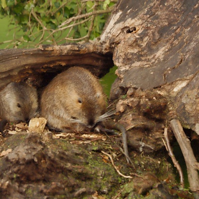Auf dem Bild sind zwei Nutrias in ihrer Höhle zu sehen.