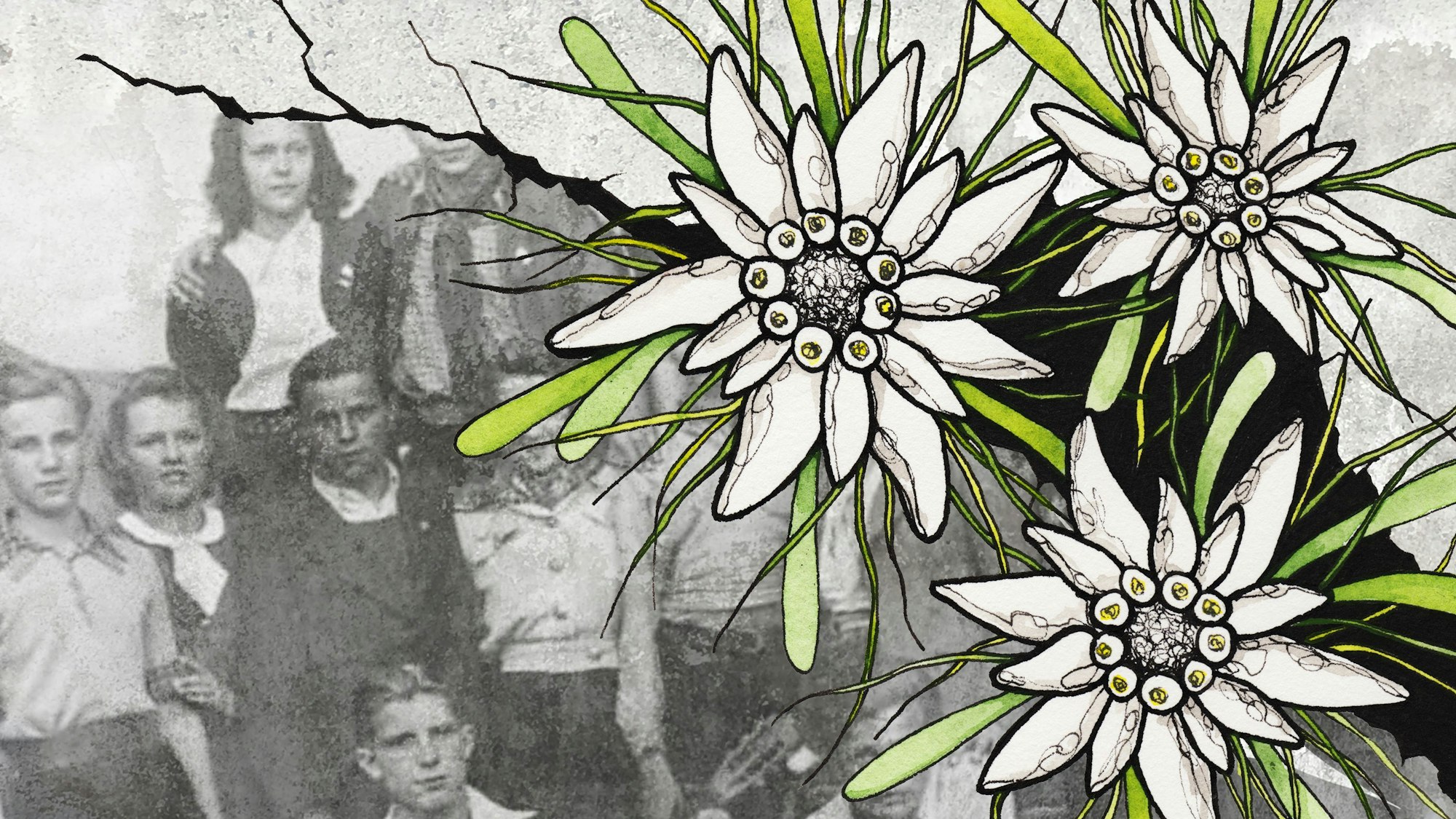 Plakat der Aufführung „Edelweißpiraten“. Zu sehen ist eine Jugendgruppe und die Edelweißblume.