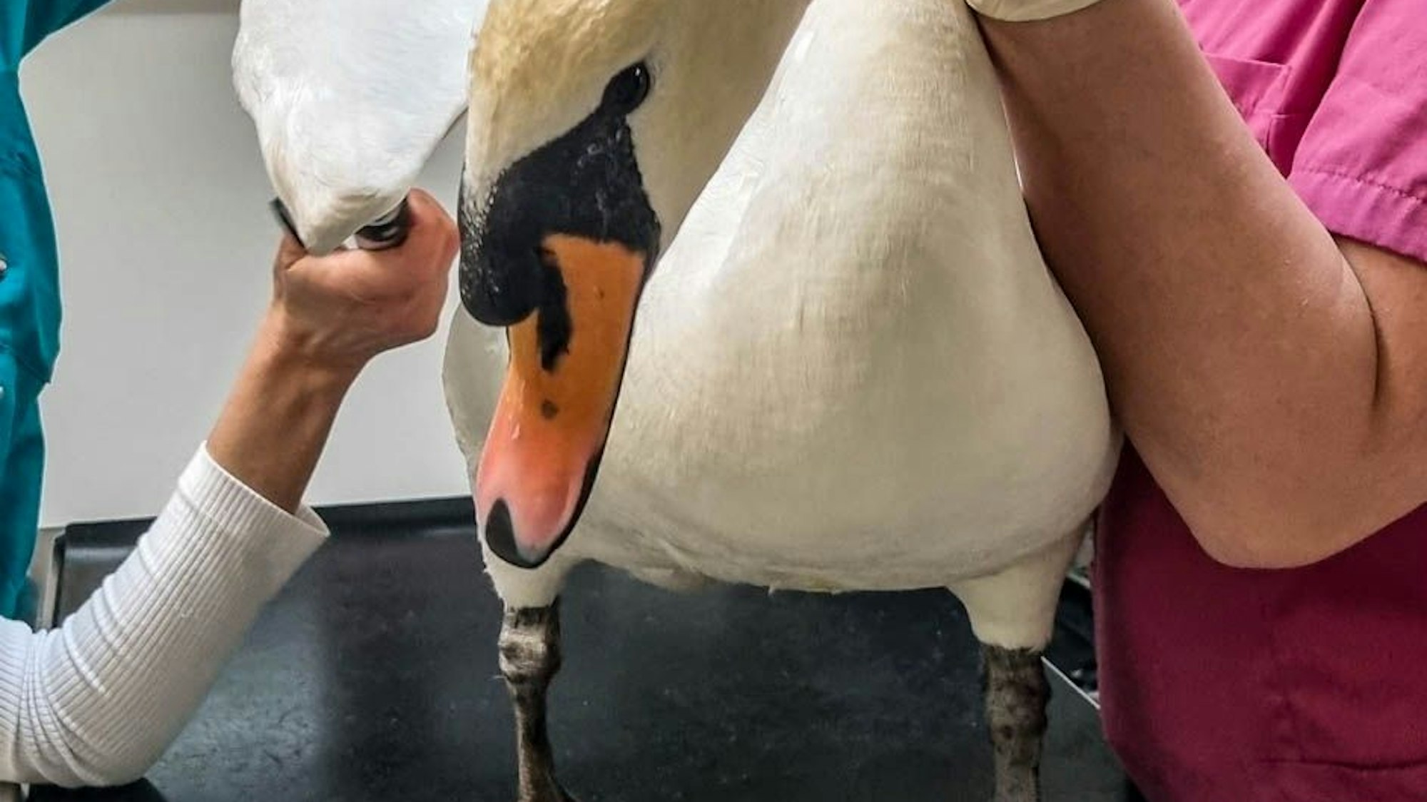 Die Schwänin am Stadtwaldweiher musste tierärztlich behandelt werden.