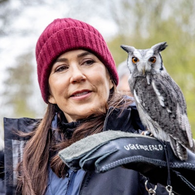 Dänemarks Königin Mary hält Eule Silja, eine weißmaskierte Zwergohreule, bei der Einweihung eines Wanderwegs im Hannenov Wald.