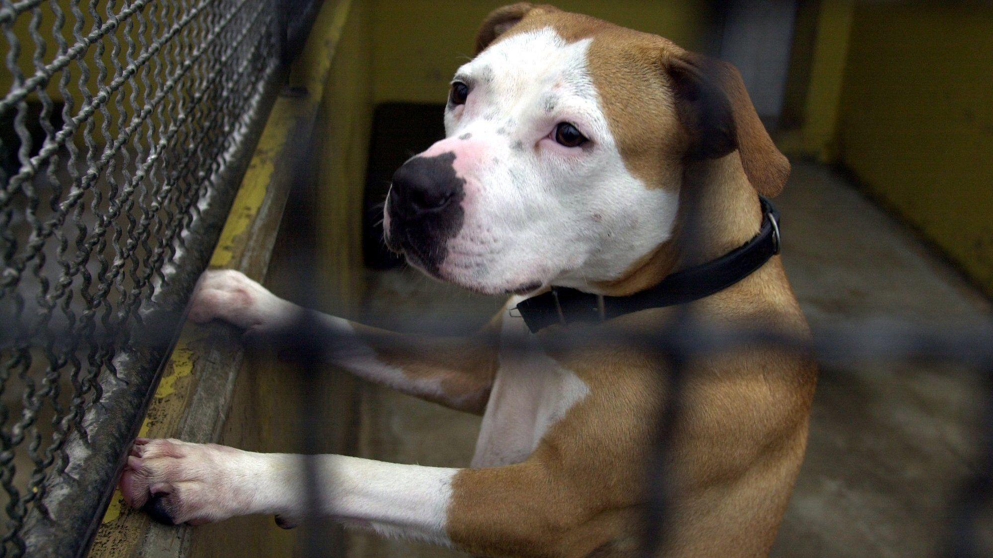 Pitbull im Tierheim.