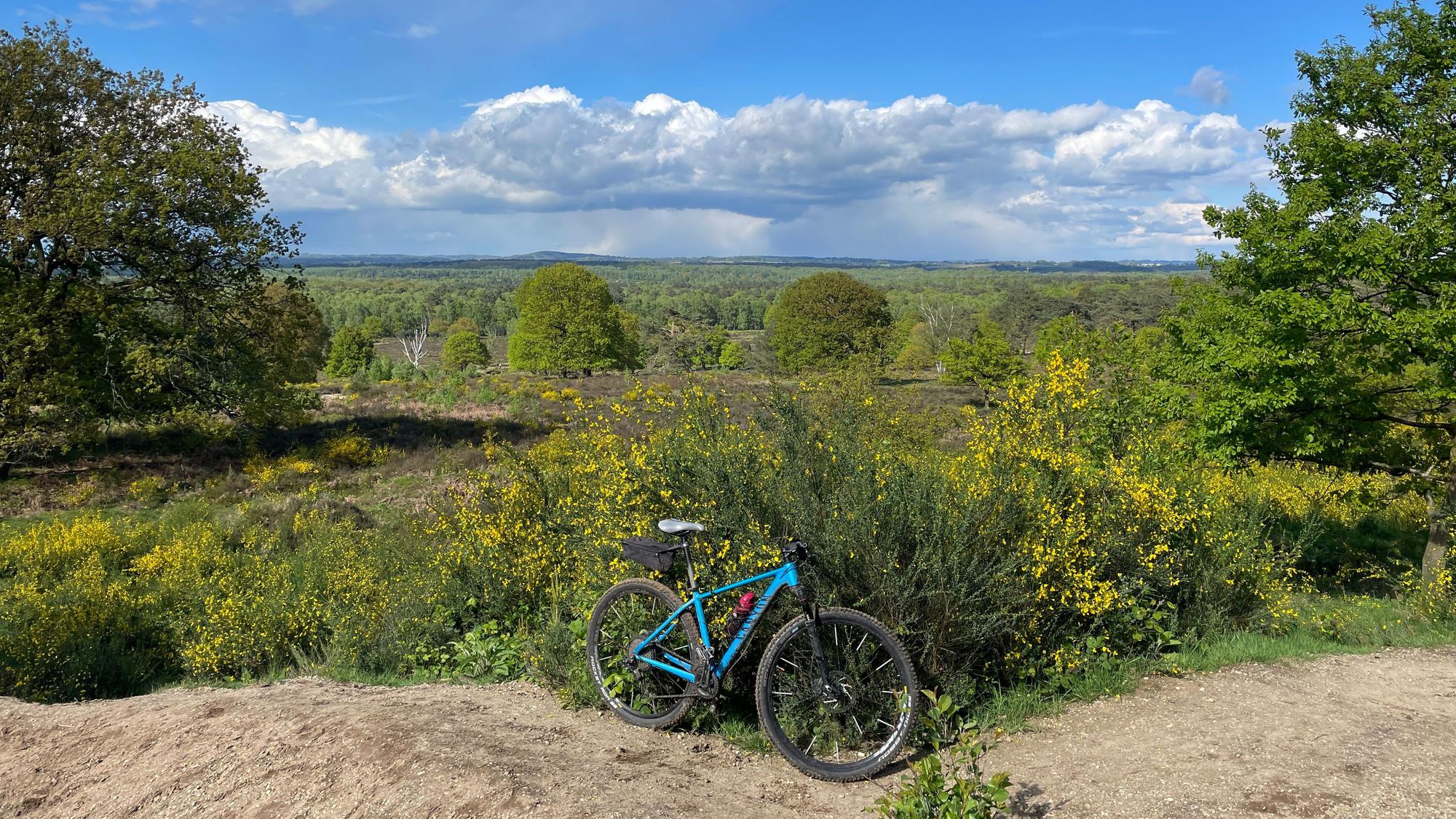 Weiter Ausblick auf dem Telegrafenberg mit gelb blühendem Ginster. Im Vordergrund steht ein Fahrrad