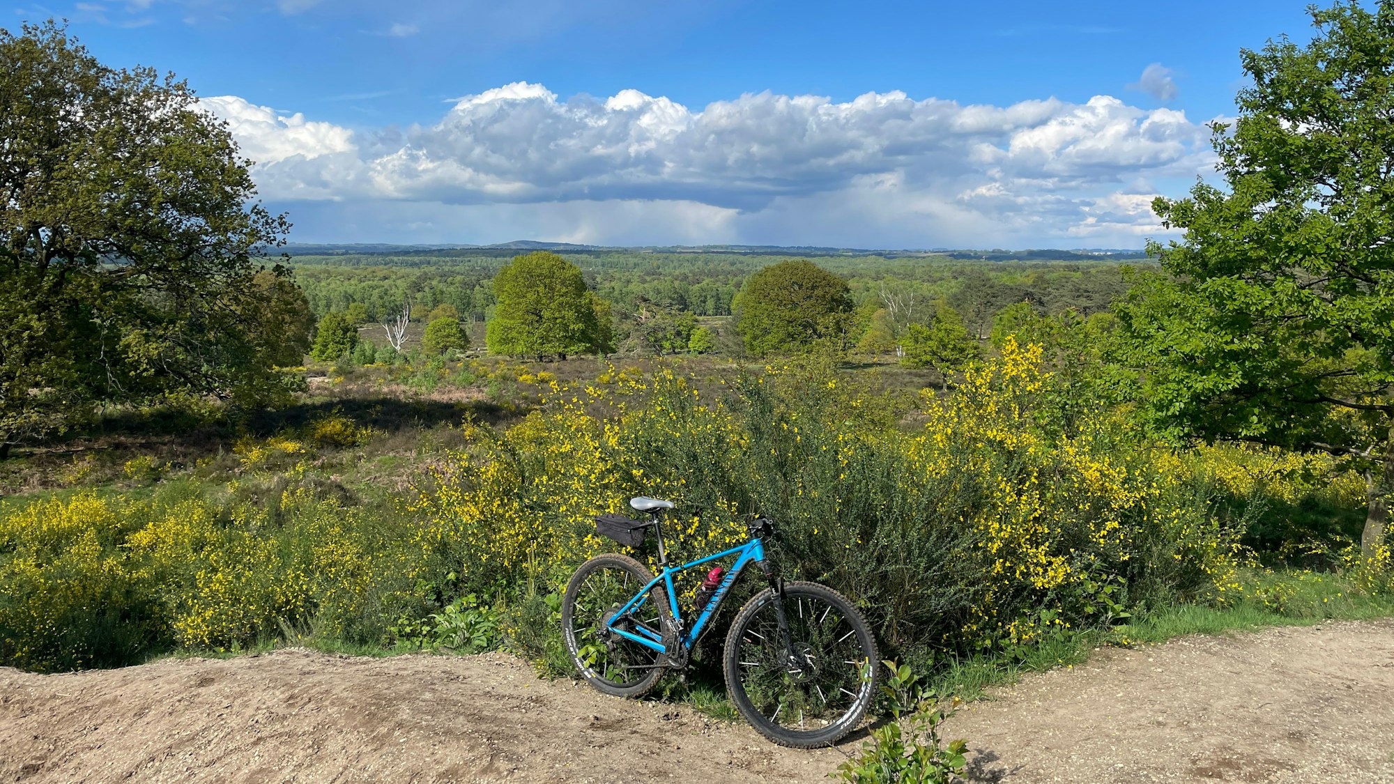 Weiter Ausblick auf dem Telegrafenberg mit gelb blühendem Ginster. Im Vordergrund steht ein Fahrrad