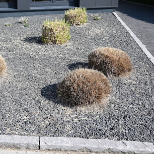 Pflanzen ragen aus einem Vorgarten mit grauen und schwarzen Kieselsteinen.