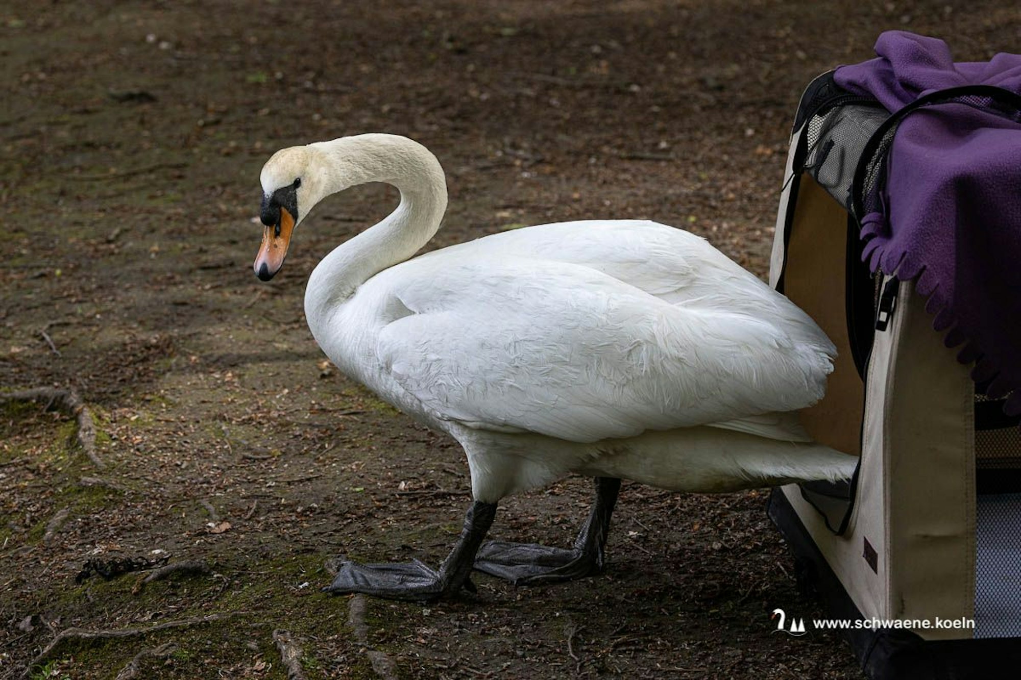 Die Schwänin ist wieder zurück am Stadtwaldweiher, sie steigt aus einer Transportbox.