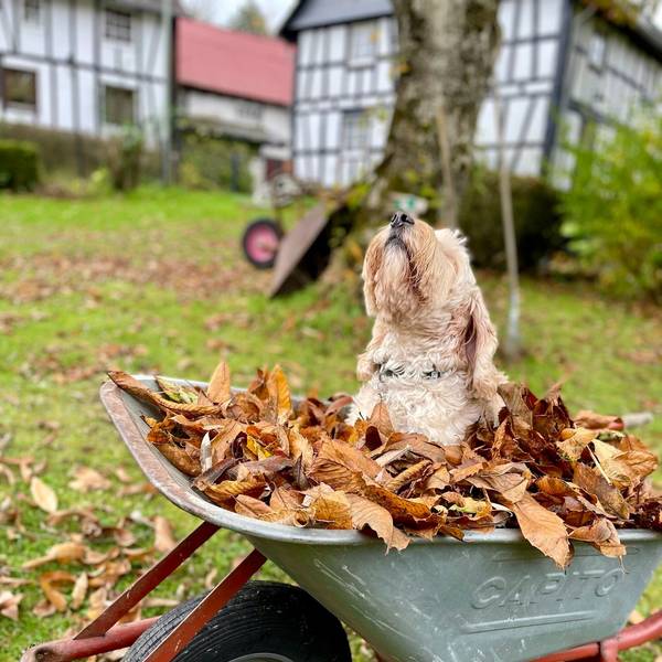 Ein Hund sitzt in einer Schubkarre voll mit Laub und streckt die Nase in die Luft.