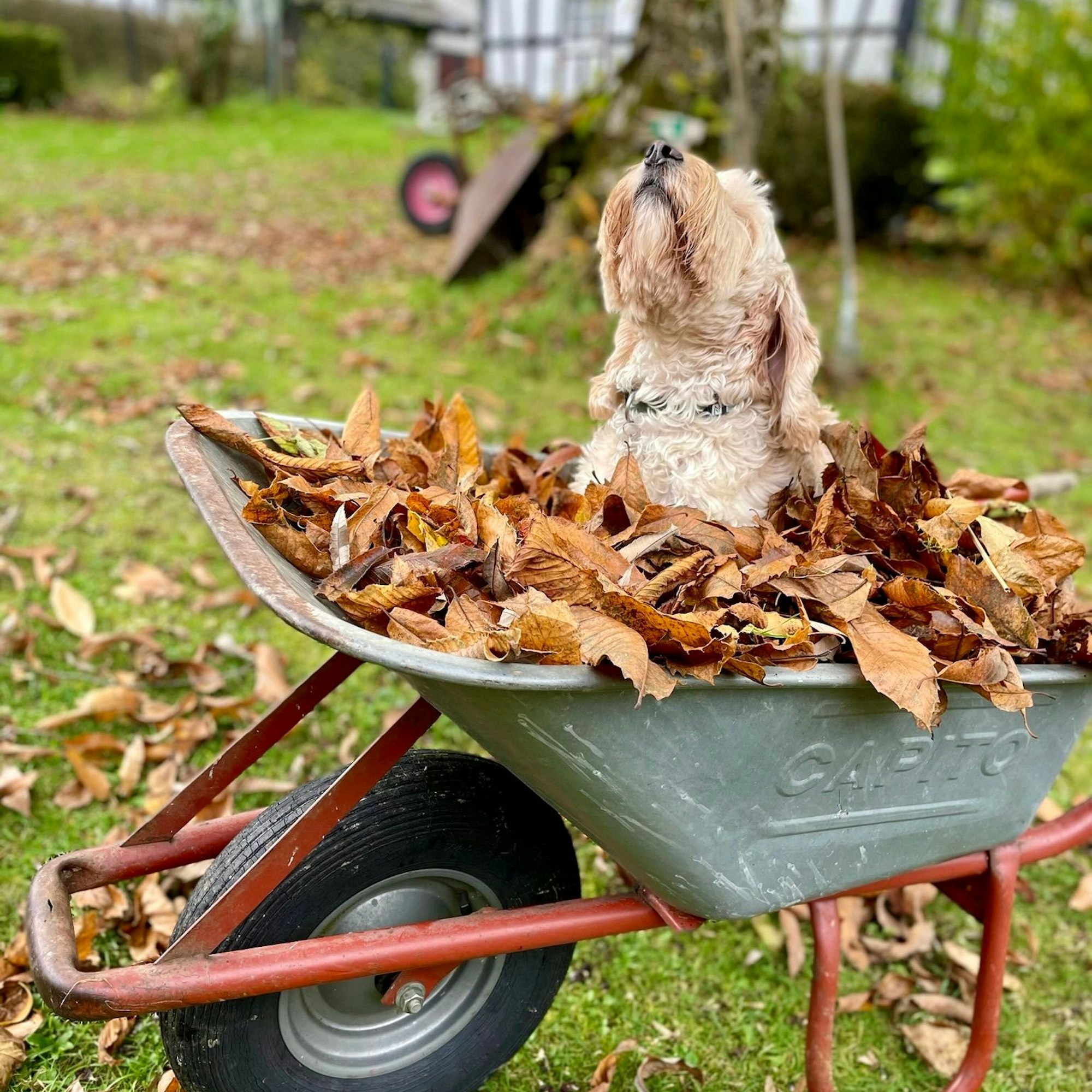 Ein Hund sitzt in einer mit Laub gefüllten Schubkarre.