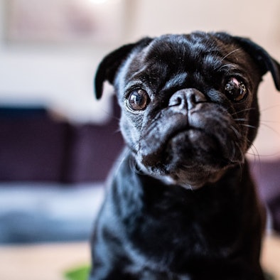 ARCHIV - 04.03.2019, Nordrhein-Westfalen, Wülfrath: Die Mops Hündin "Edda", jetzt umbenannt in "Wilma", sitzt im Wohnzimmer auf einem Tisch. (zu dpa: «Mops-Affäre beschäftigt jetzt OLG Hamm») Foto: Guido Kirchner/dpa +++ dpa-Bildfunk +++