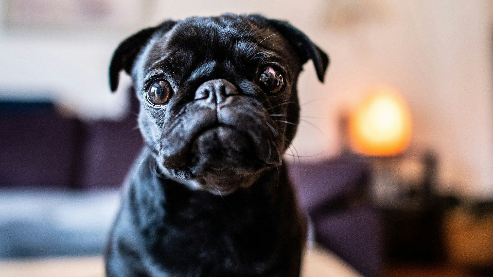 ARCHIV - 04.03.2019, Nordrhein-Westfalen, Wülfrath: Die Mops Hündin "Edda", jetzt umbenannt in "Wilma", sitzt im Wohnzimmer auf einem Tisch. (zu dpa: «Mops-Affäre beschäftigt jetzt OLG Hamm») Foto: Guido Kirchner/dpa +++ dpa-Bildfunk +++