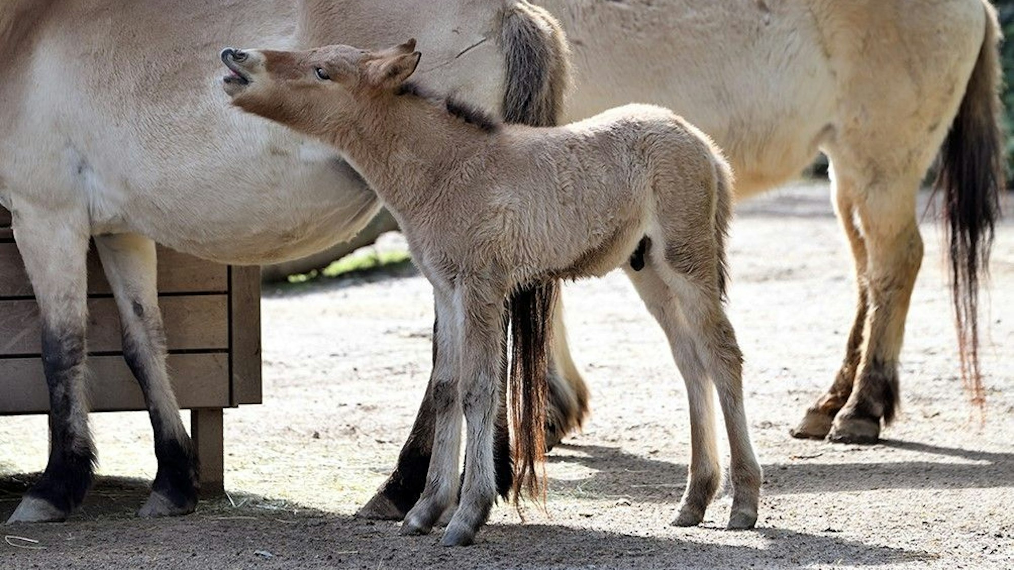 Männliches Przewalskipferd wirrt.