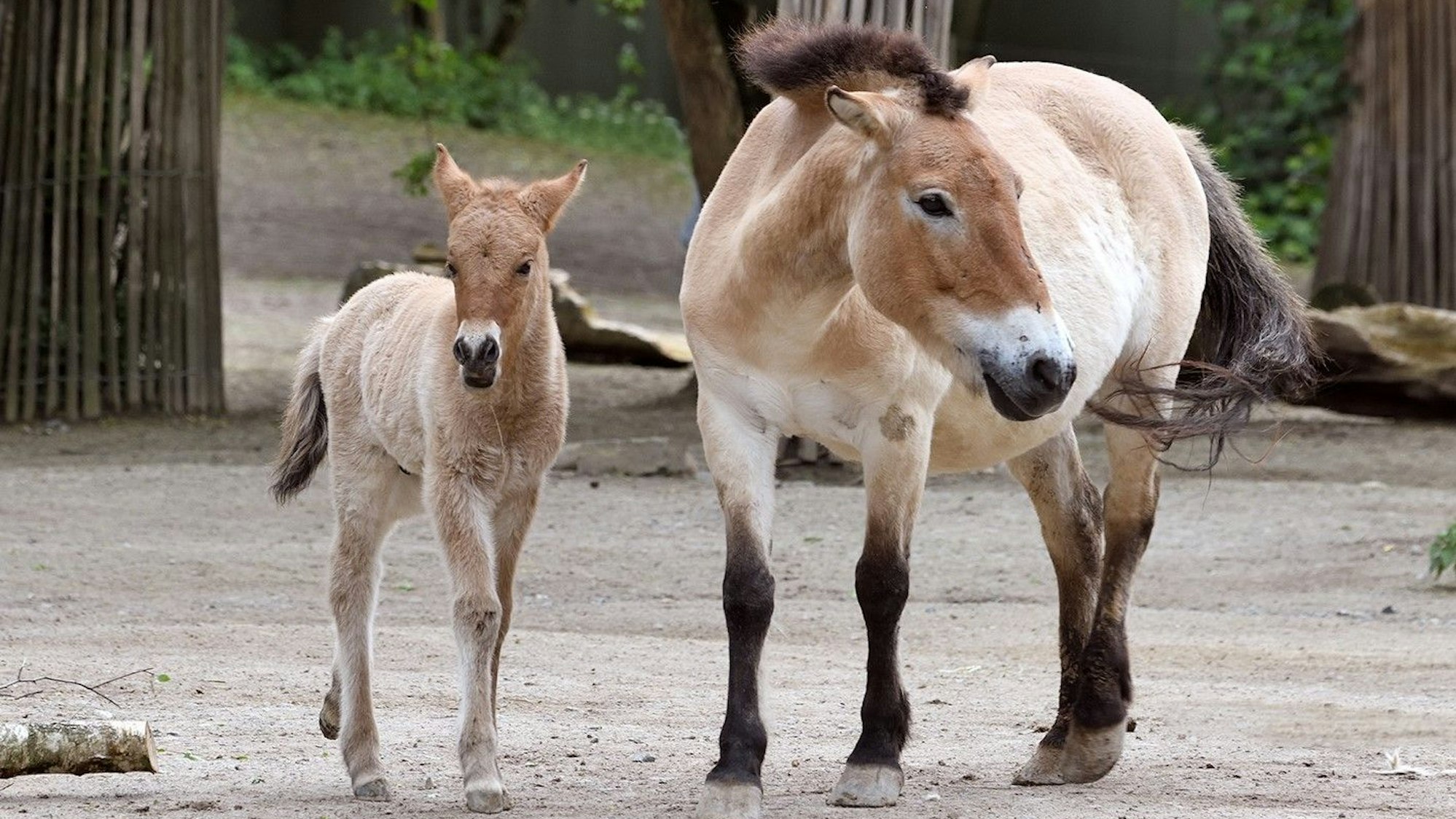 Fohlen steht links im Bild, ausgewachsenes Przewalskipferd direkt daneben.