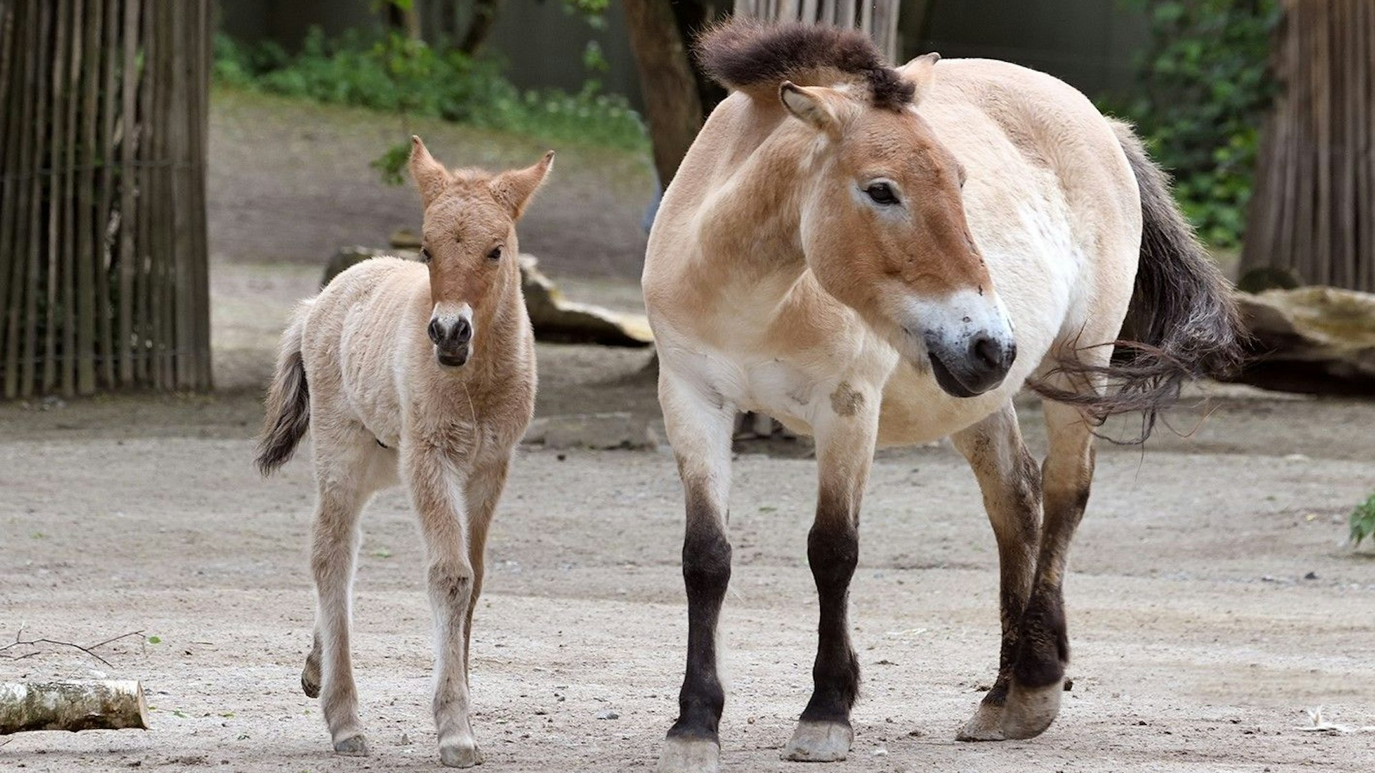 Fohlen steht links im Bild, ausgewachsenes Przewalskipferd direkt daneben.