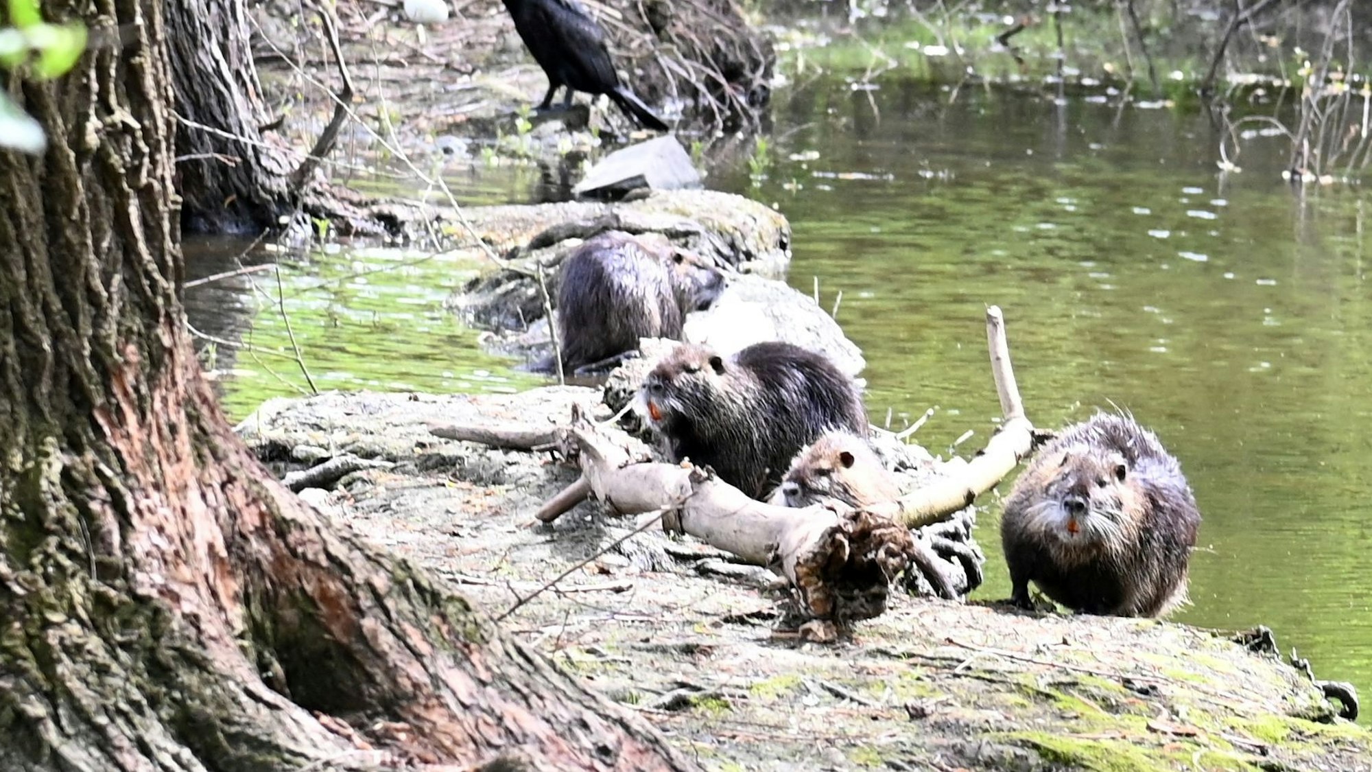 Nutrias machen sich unter anderem am Langeler Weiher breit.
