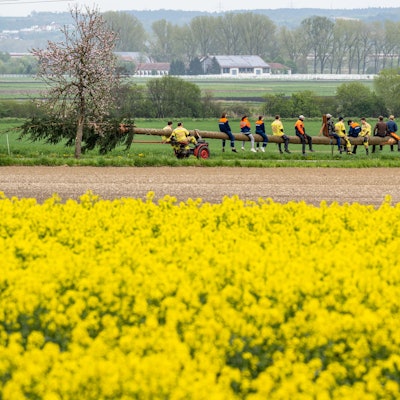 Menschen sitzen auf einem Maibaum, der von einem Traktor gezogen wird.