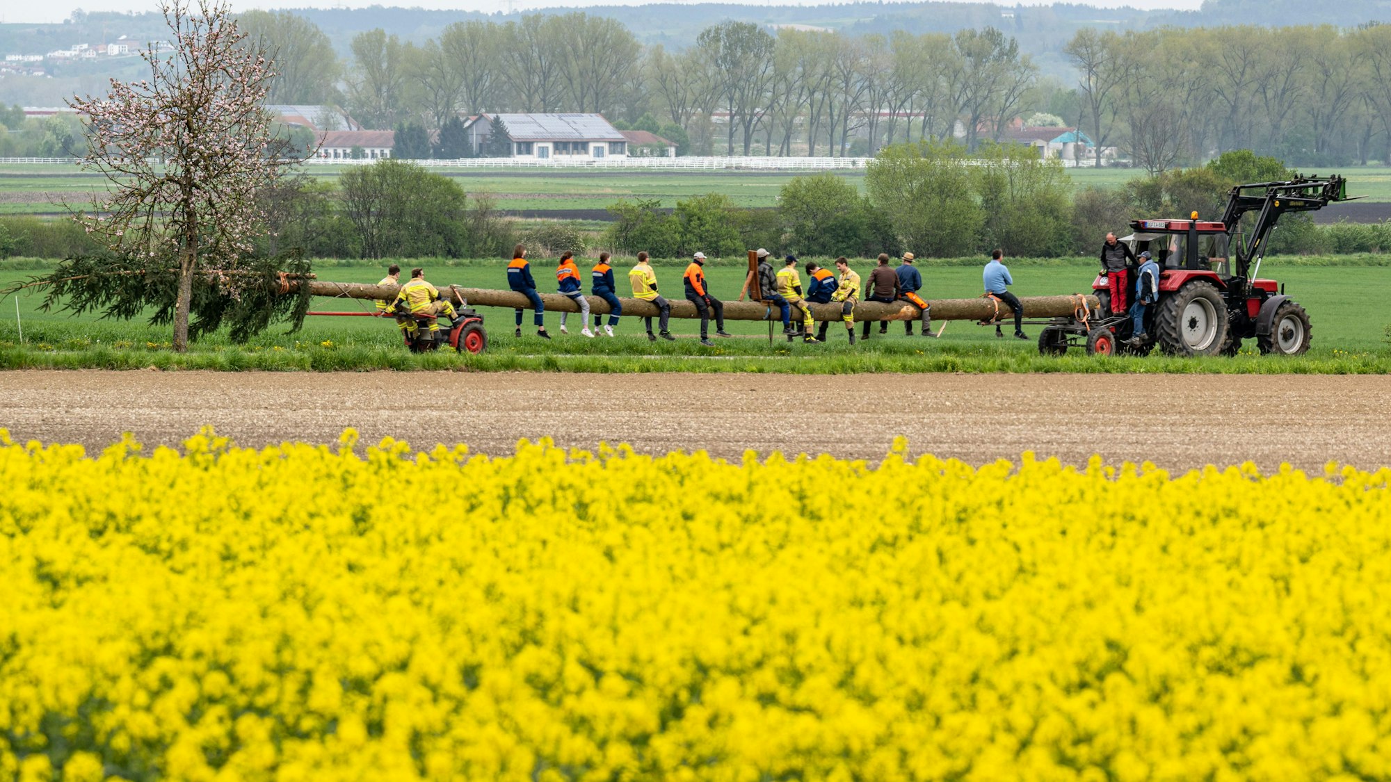 Menschen sitzen auf einem Maibaum, der von einem Traktor gezogen wird.