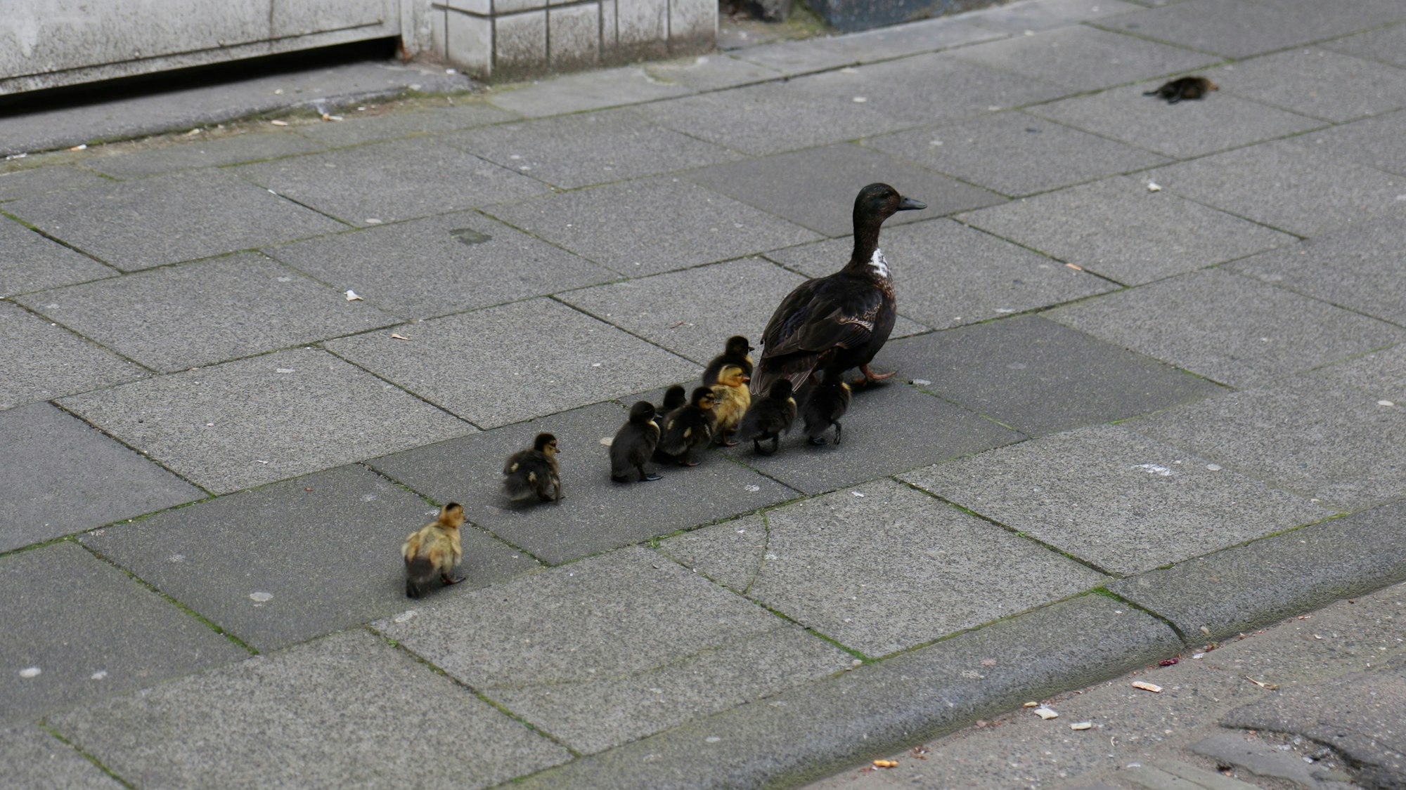 Die Entenfamilie auf dem Gehweg am Türmchenswall.