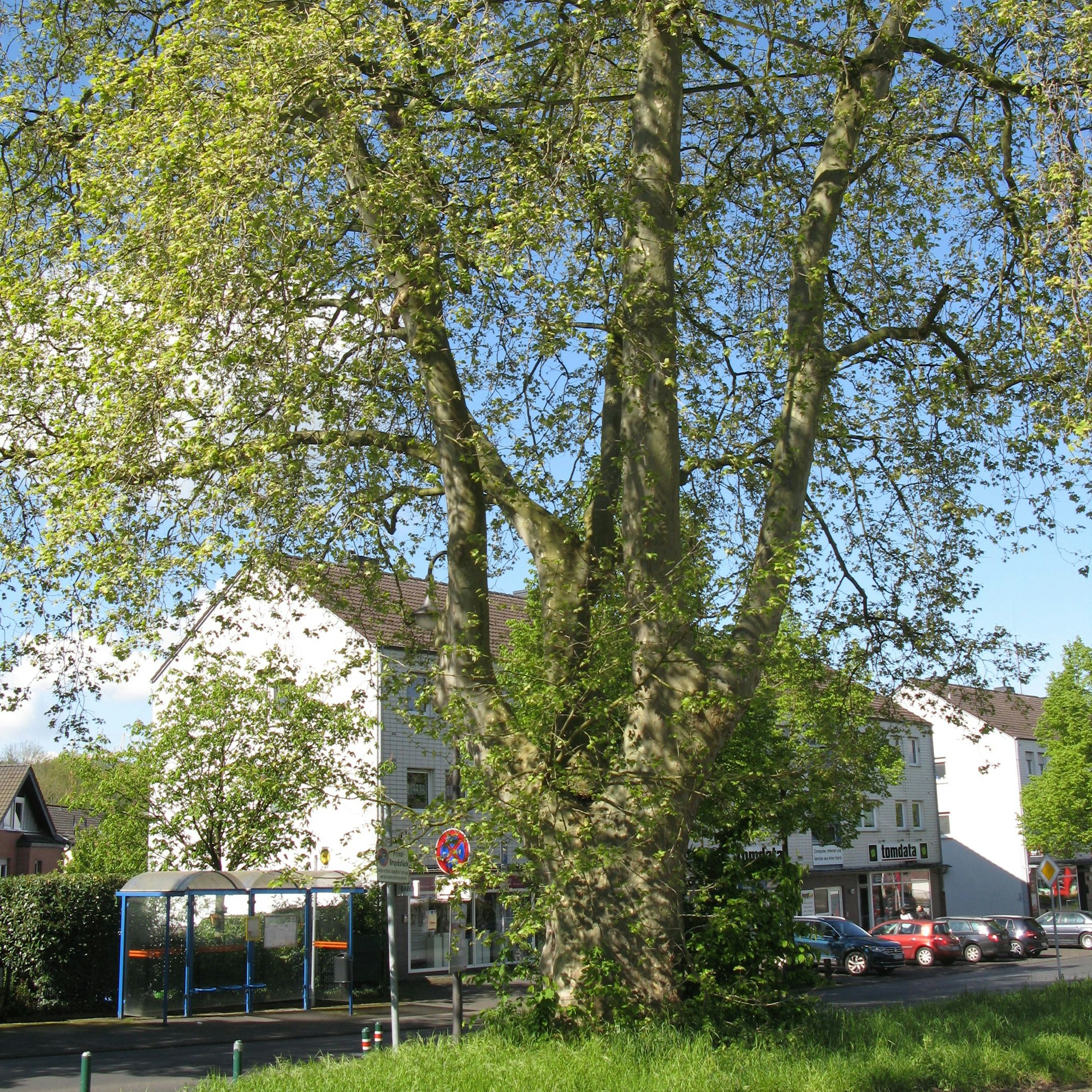 Vor dem Schützenheim steht eine riesige Platane.
