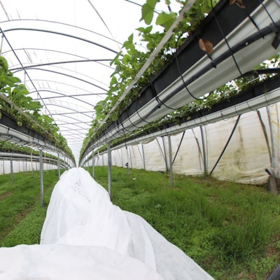 Dank geschlossenem Folientunnel und einem am Boden liegenden Vlies geht es den Erdbeeren auf dem Sonnenberger Hof sehr gut.