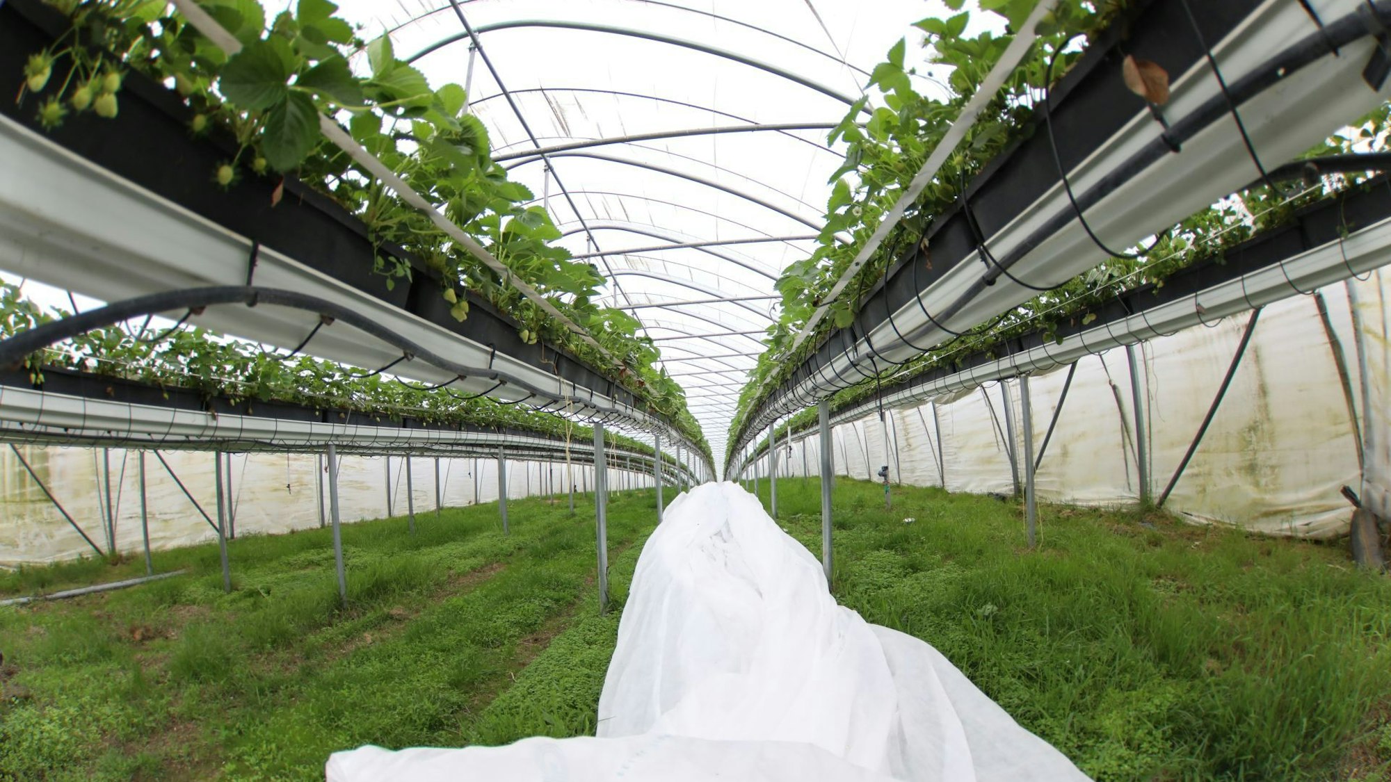 Dank geschlossenem Folientunnel und einem am Boden liegenden Vlies geht es den Erdbeeren auf dem Sonnenberger Hof sehr gut.
