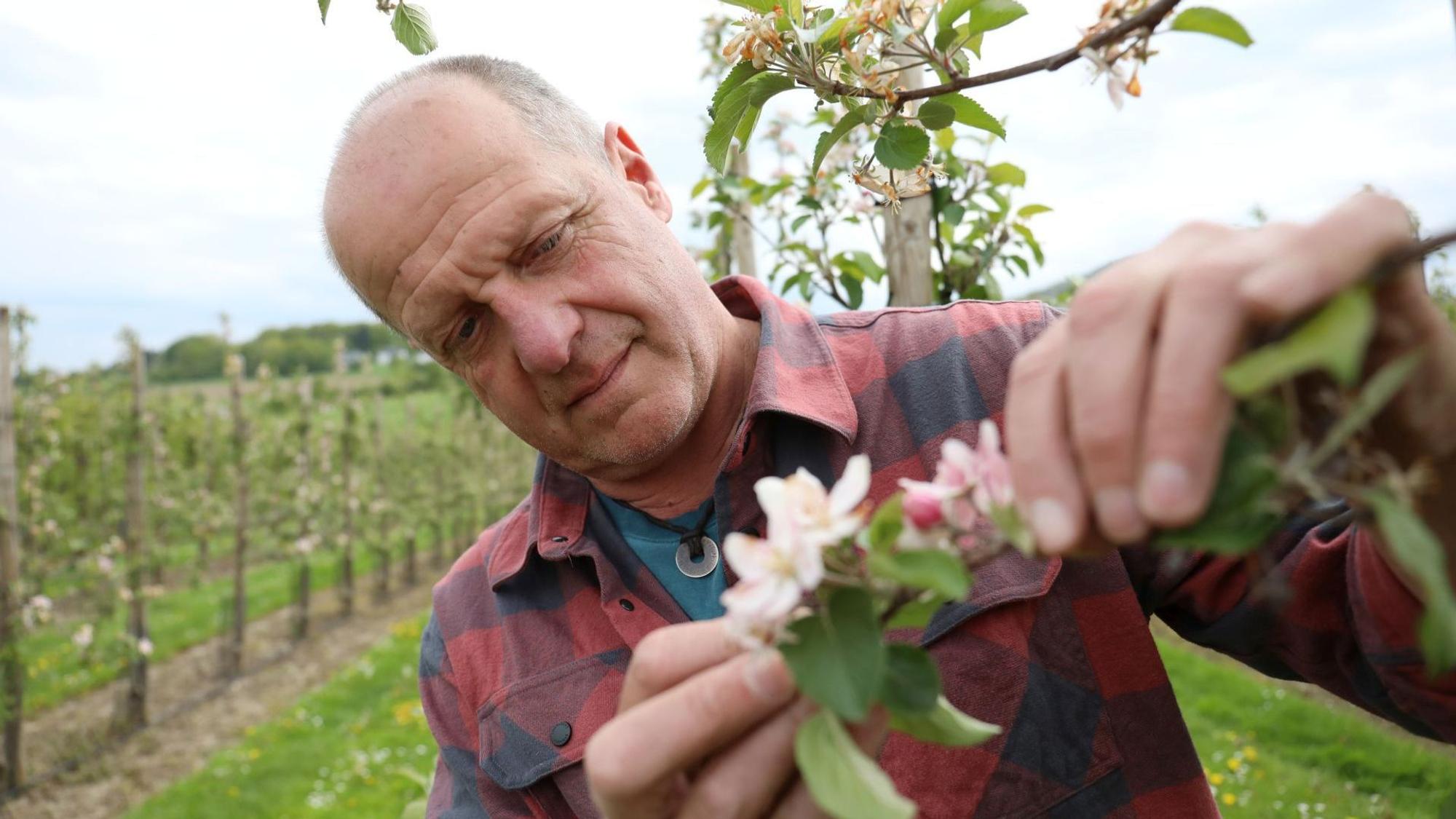 In der Apfelplantage begutachtet Obstbauer Klaus Reuter die Früchte und Blüten.