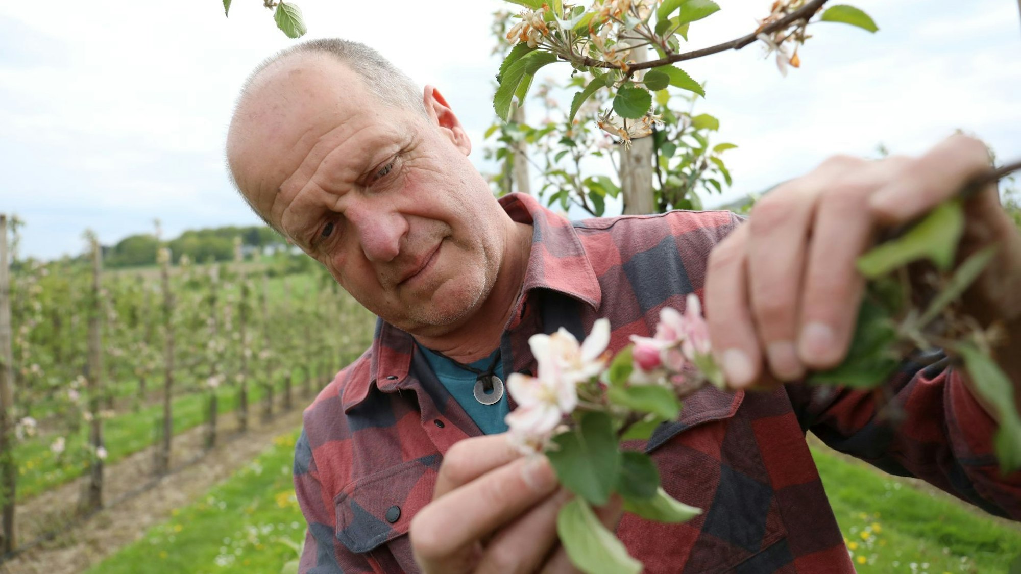 In der Apfelplantage begutachtet Obstbauer Klaus Reuter die Früchte und Blüten.