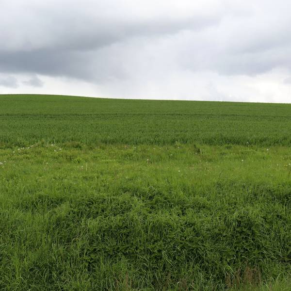 Die Fläche, die als Wohngebiet vorgesehen ist, wird gegenwärtig landwirtschaftlich genutzt.