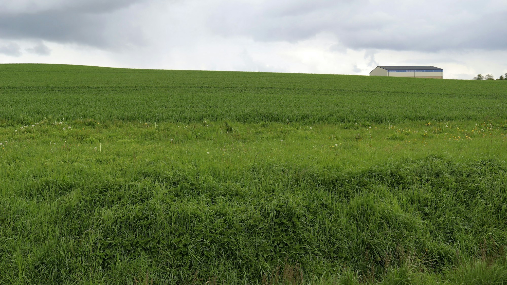 Die Fläche, die als Wohngebiet vorgesehen ist, wird gegenwärtig landwirtschaftlich genutzt.