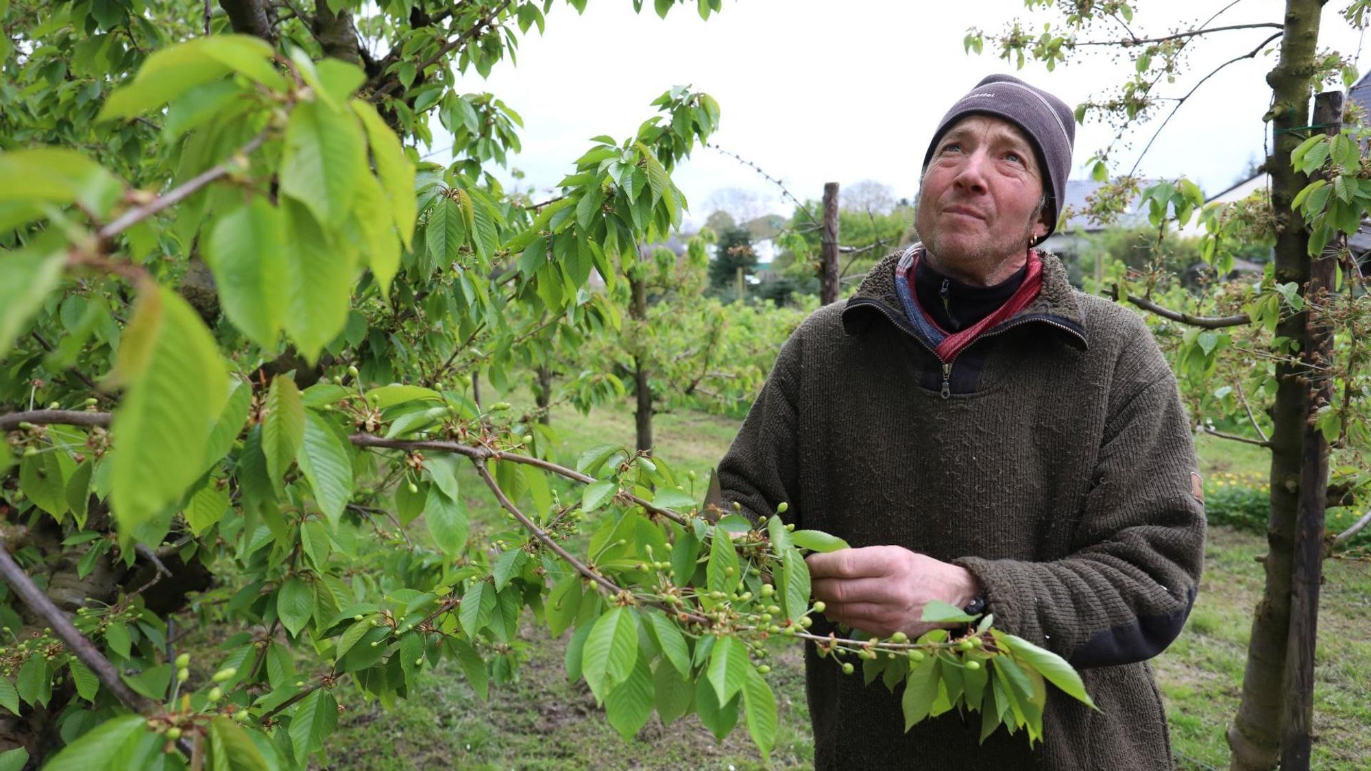 Einen prüfenden Blick richtet Obstbauer Karl-Heinrich Mohr auf die teilweise geschädigten Kirschen.