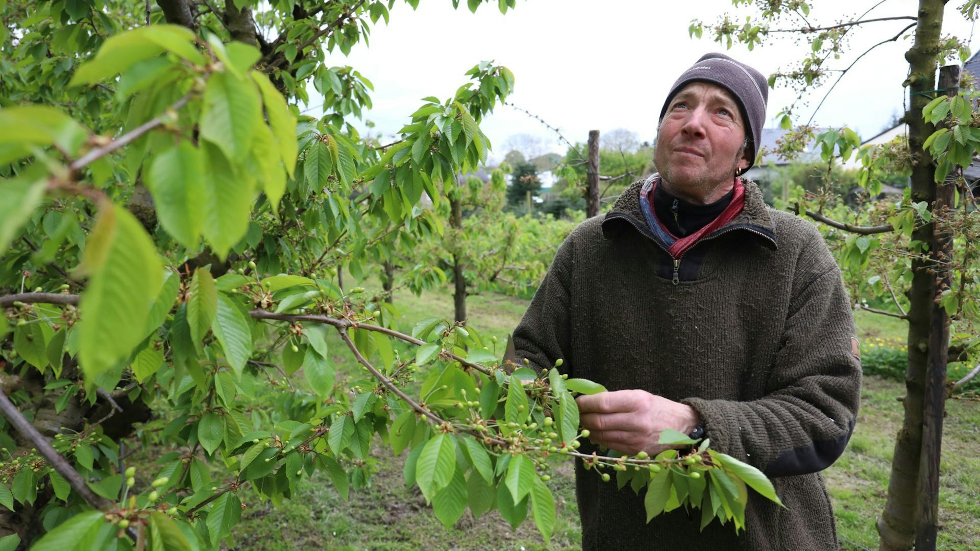 Einen prüfenden Blick richtet Obstbauer Karl-Heinrich Mohr auf die teilweise geschädigten Kirschen.