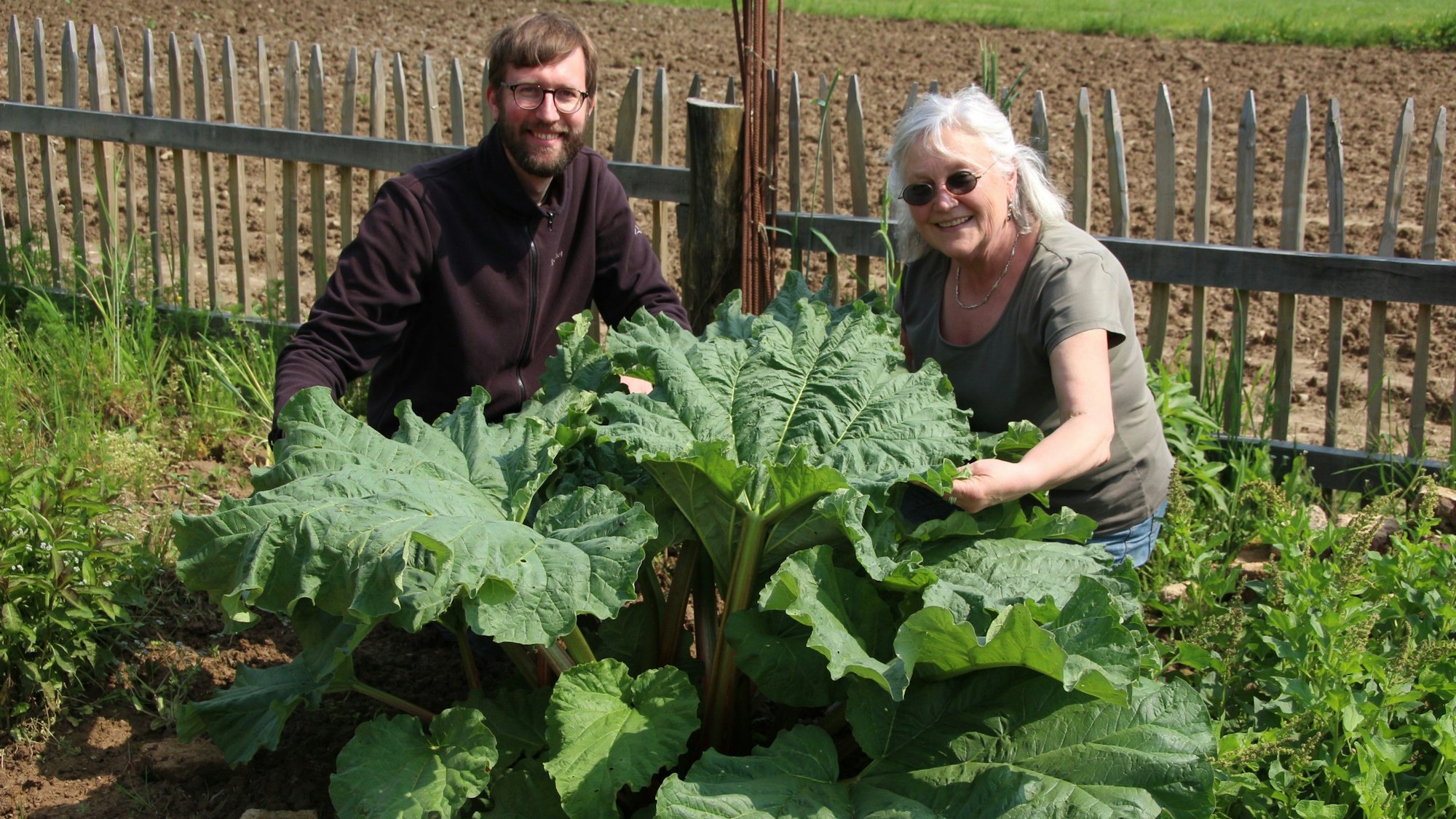 Eine Frau und ein Mann hocken vor einer großen Rhabarberpflanze.