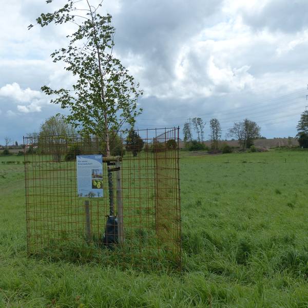 Mitarbeiter des Bachverbands schützen die Bäume mit einem Drahtzaun.