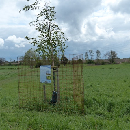 Mitarbeiter des Bachverbands schützen die Bäume mit einem Drahtzaun.