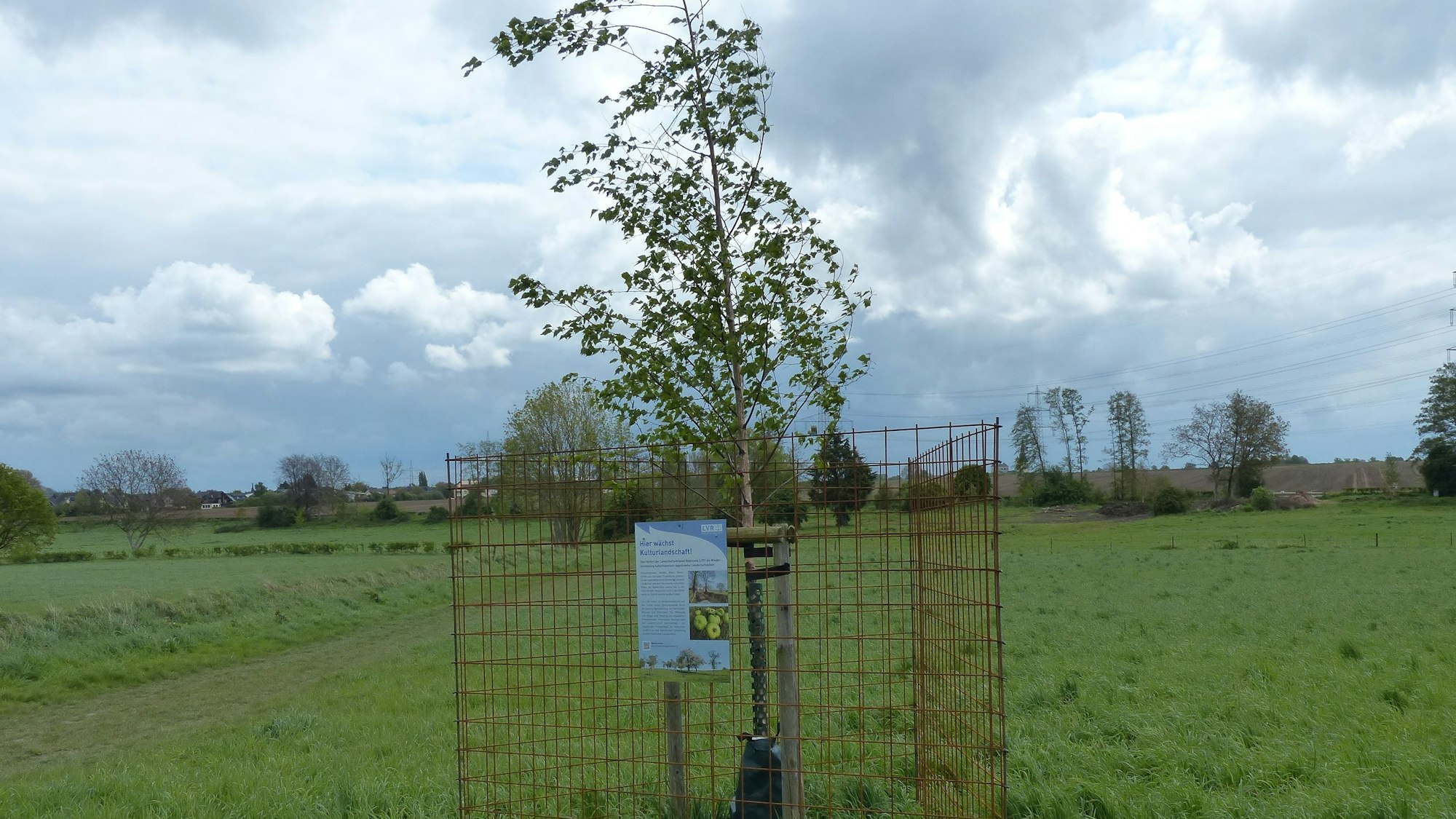 Mitarbeiter des Bachverbands schützen die Bäume mit einem Drahtzaun.
