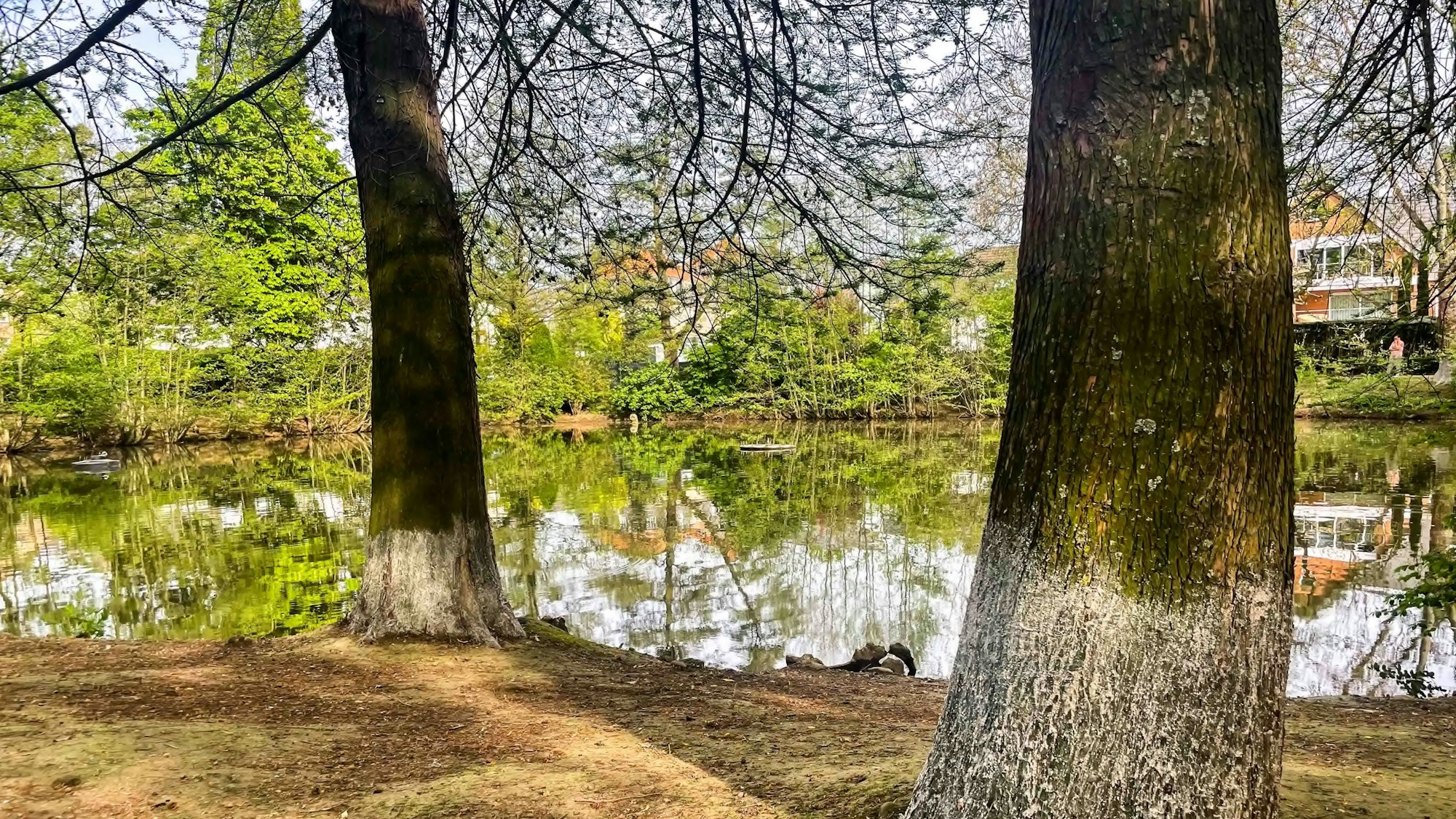 Die Stämme zweier Bäume sind weiß gestrichen.