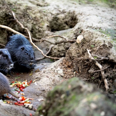 Drei Nutrias fressen Gemüse.