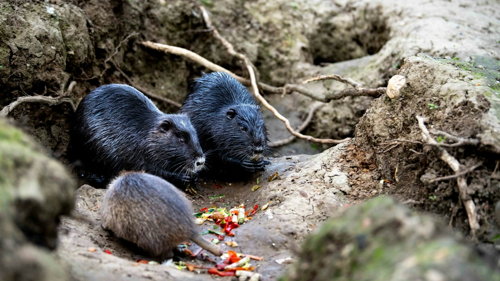 Drei Nutrias fressen Gemüse.