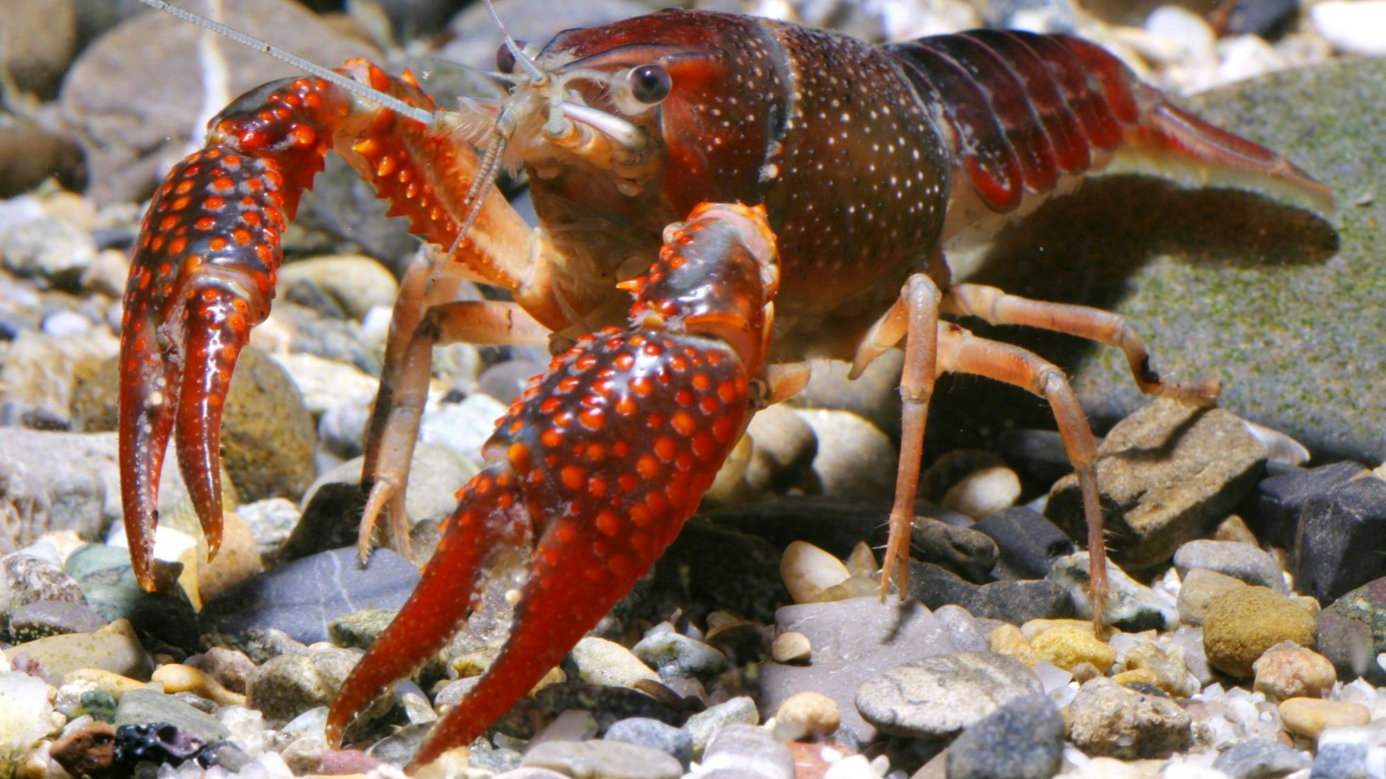 Der amerikanische Sumpfkrebs ist eine Schönheit, aber auch er ist eine tödliche Bedrohung für die einheimischen Edelkrebse.