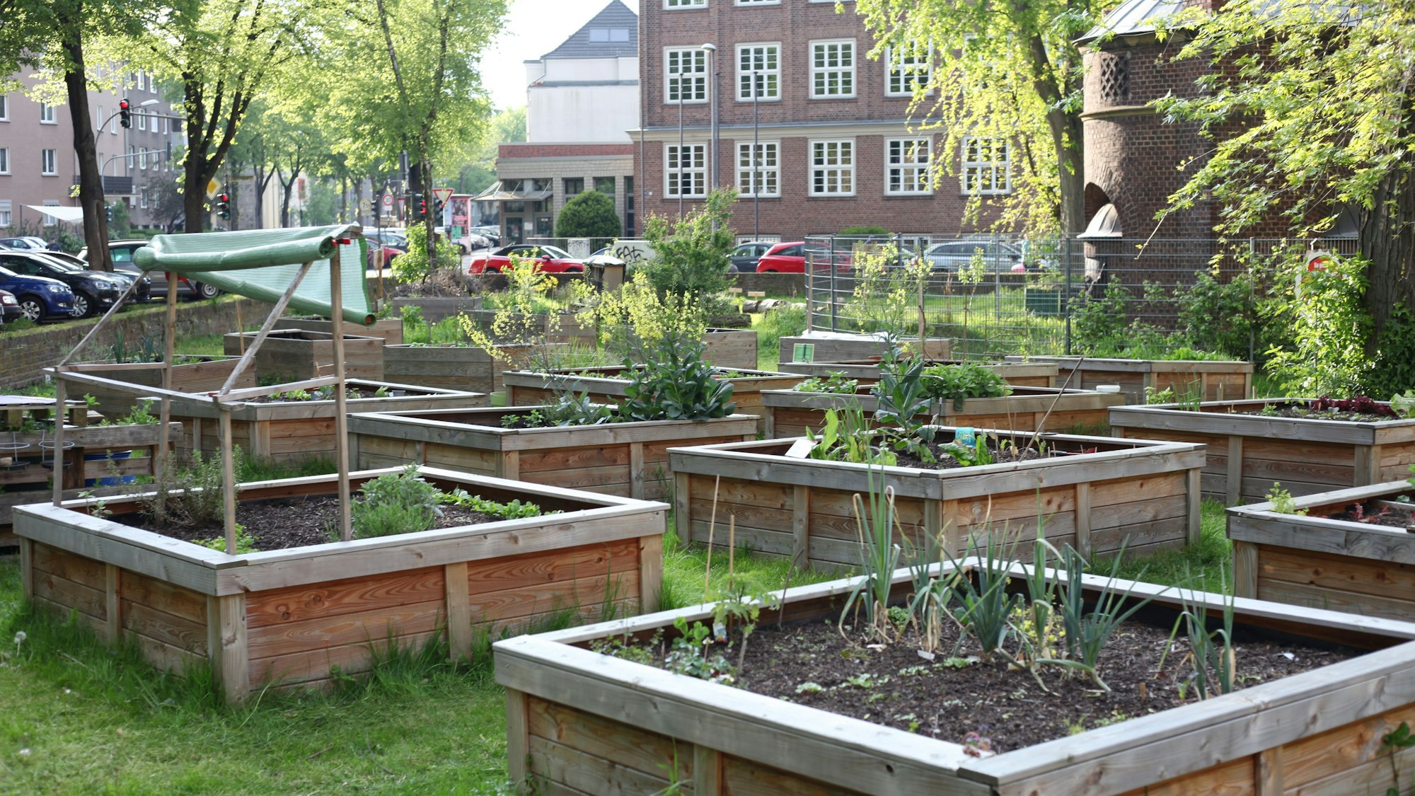 Aus den Hochbeeten sprießen auch dieses Jahr schon Keimlinge und Stauden.