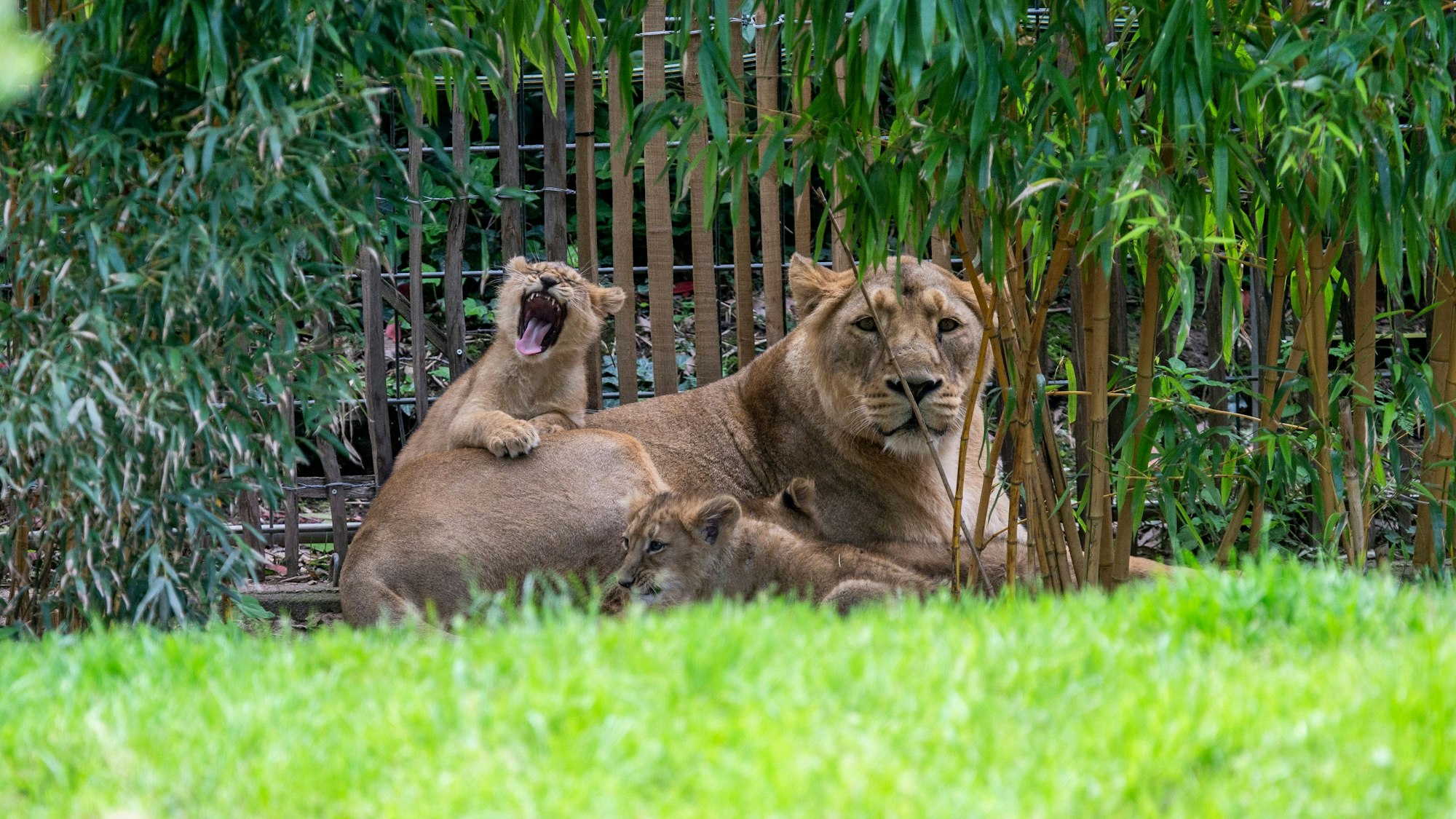 Die drei Jungtiere umstreifen ihre Mutter „Gina“.