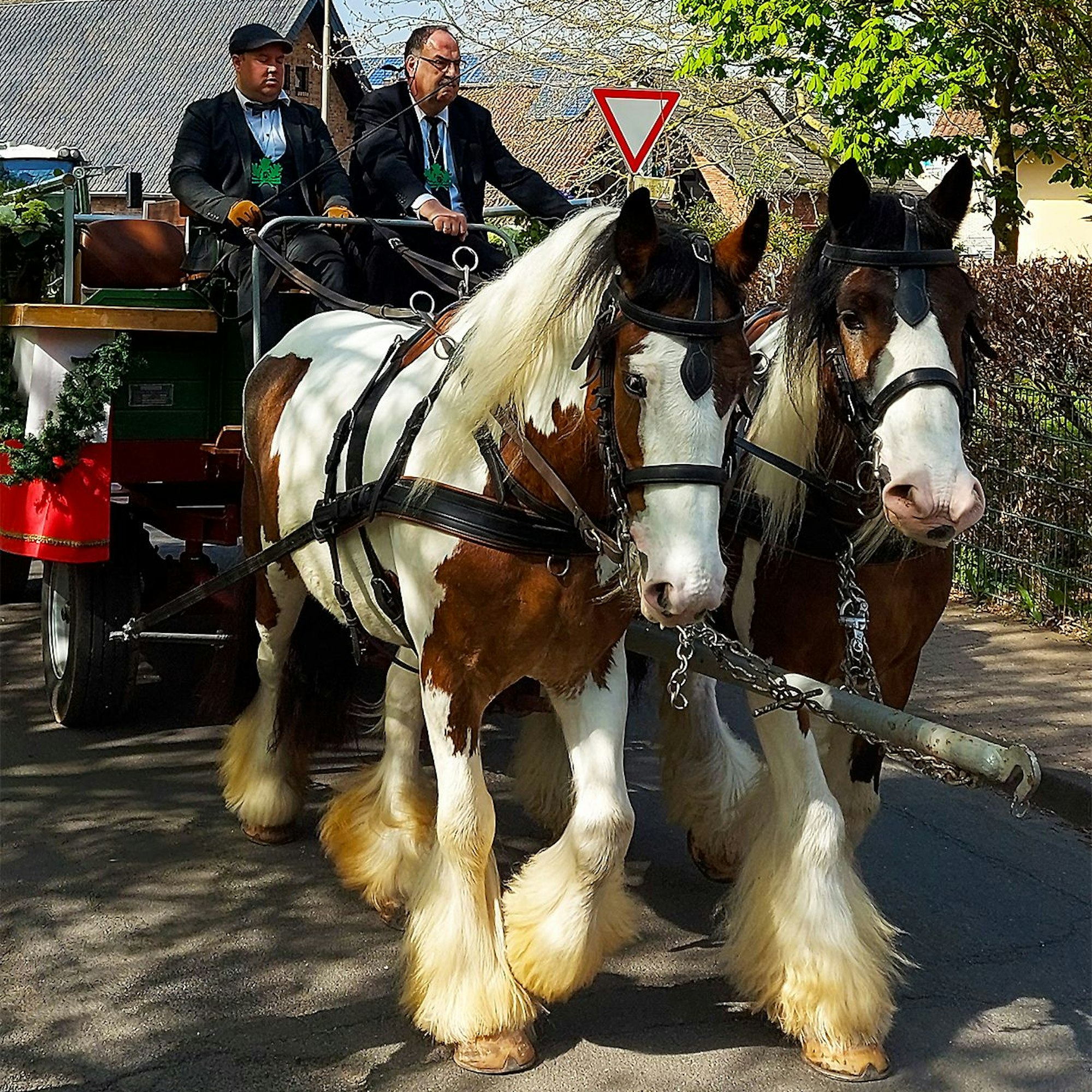 Zwei starke, braun-weiße Irish Tinker ziehen den Wagen. Auf dem Kutschbock halten die beiden Männer die Zügel.