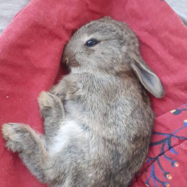 Das Wildkaninchen starb in den Händen einer Tierschützerin.